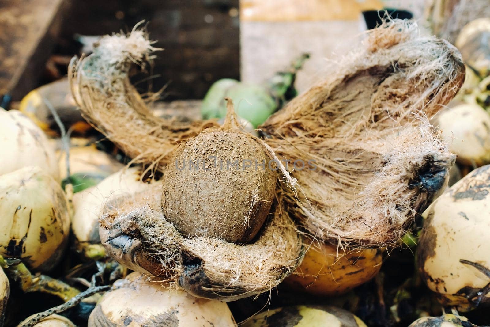 Yellow coconuts are sold in the market of the island of Mauritius. The peeled coconut is still in the outer shell. Many coconuts on the market.