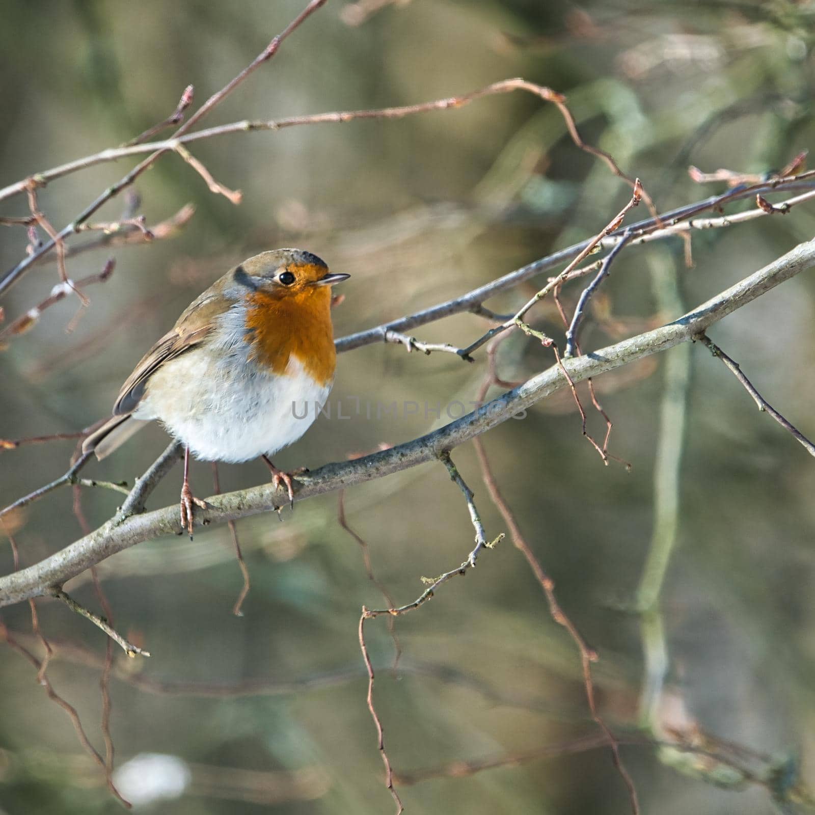 single robin in the winter by Bullysoft