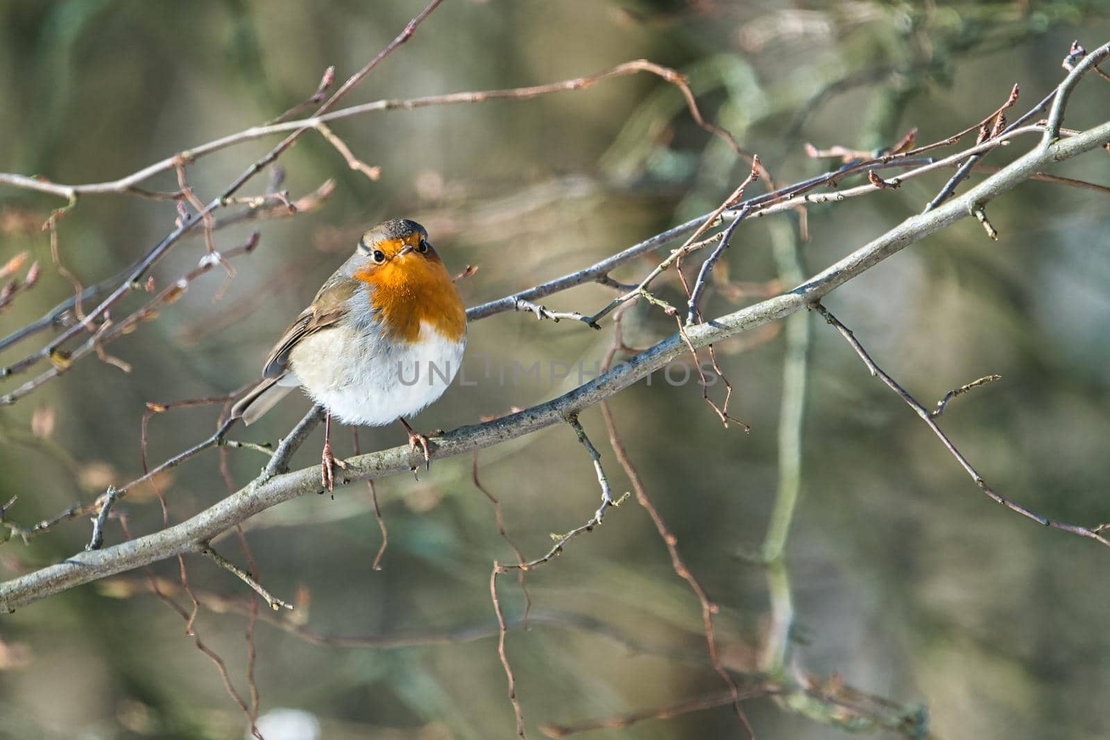 single robin at a sunny and cold winterday on a tree