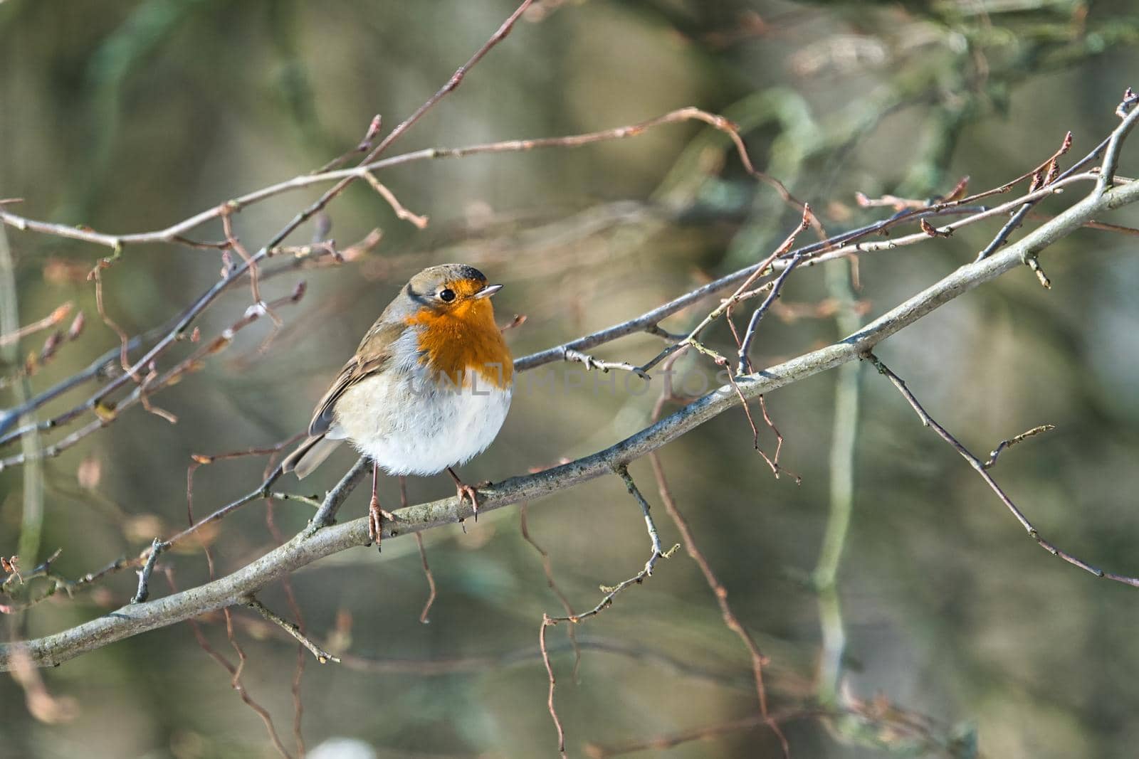 single robin in the winter by Bullysoft