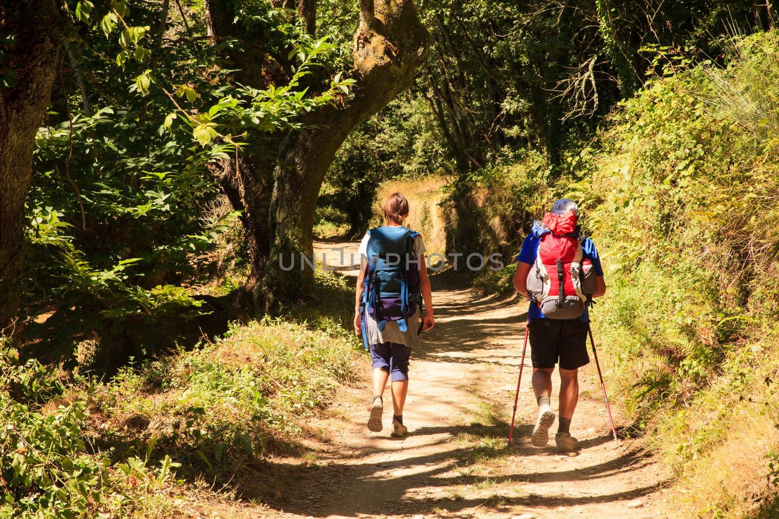 GALICIA, SPAIN - AUGUST, 10: Pilgrims along the way of St. James on 10, 2016