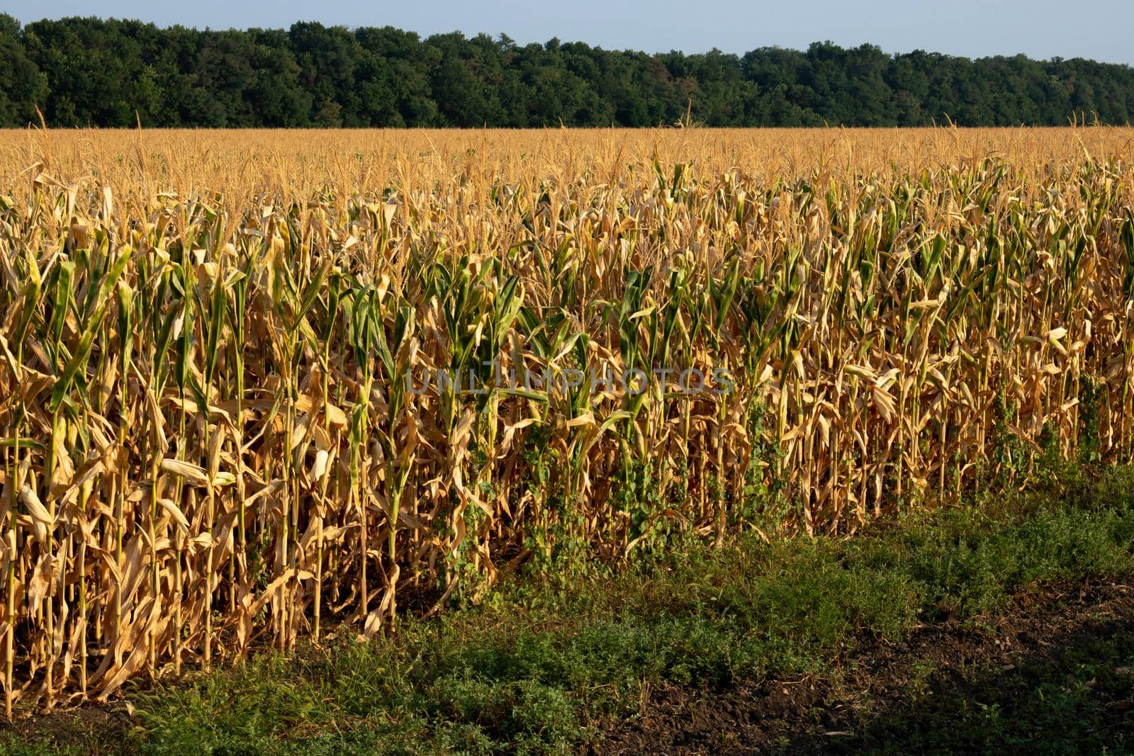 Golden ripe corn field against the background of the dawn sky by lapushka62