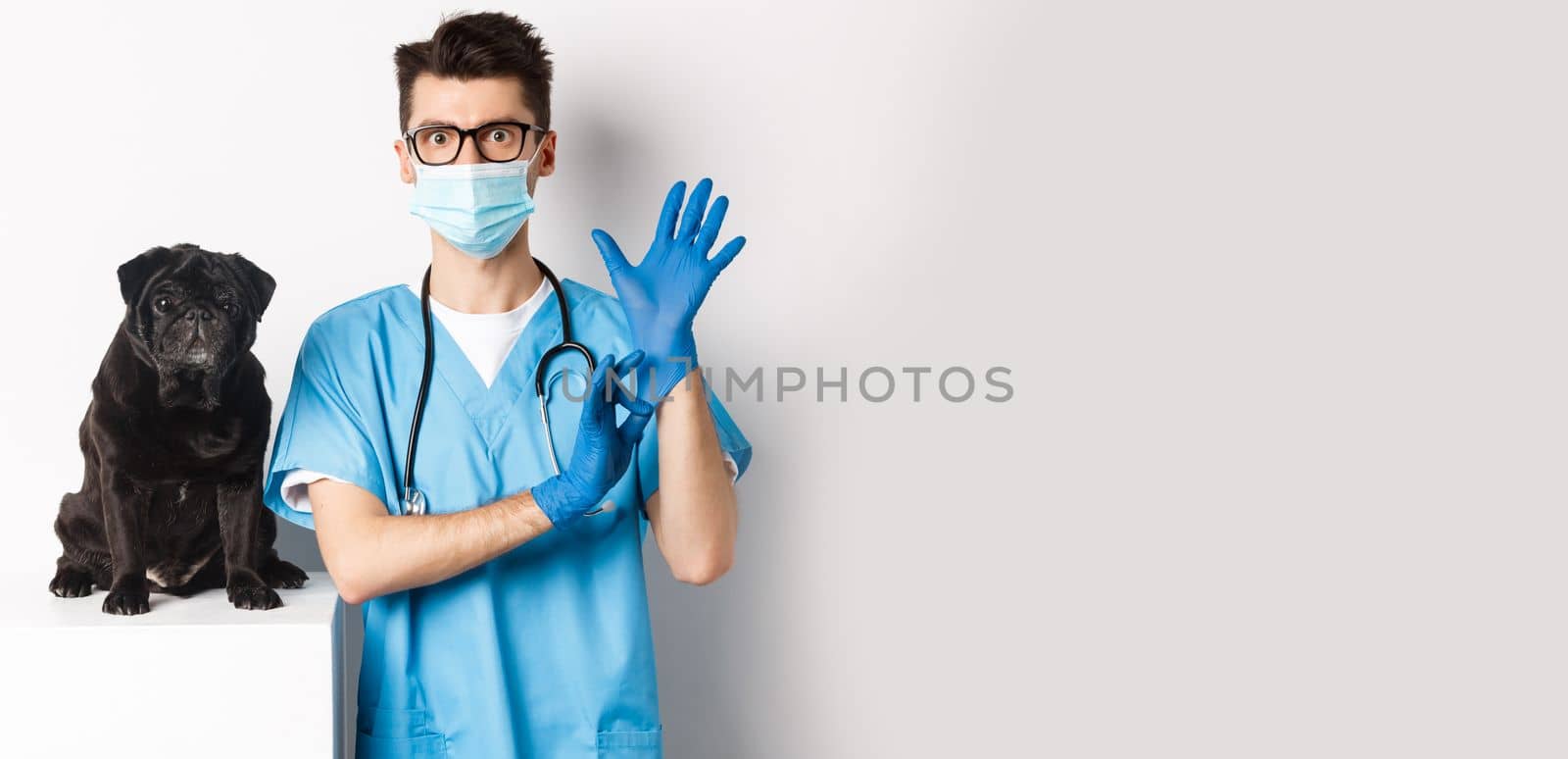 Handsome vet doctor in veterinarian clinic put on gloves and medical mask, examining cute little dog pug, white background.