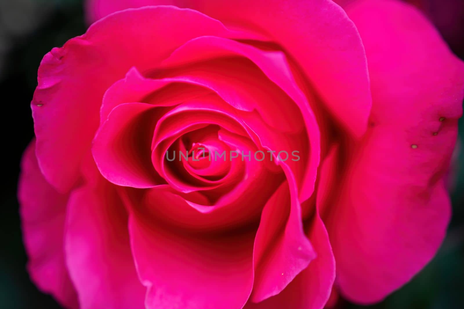 Beautiful Rose and Rosebuds in Rose Garden, Close Up, Selective Focus