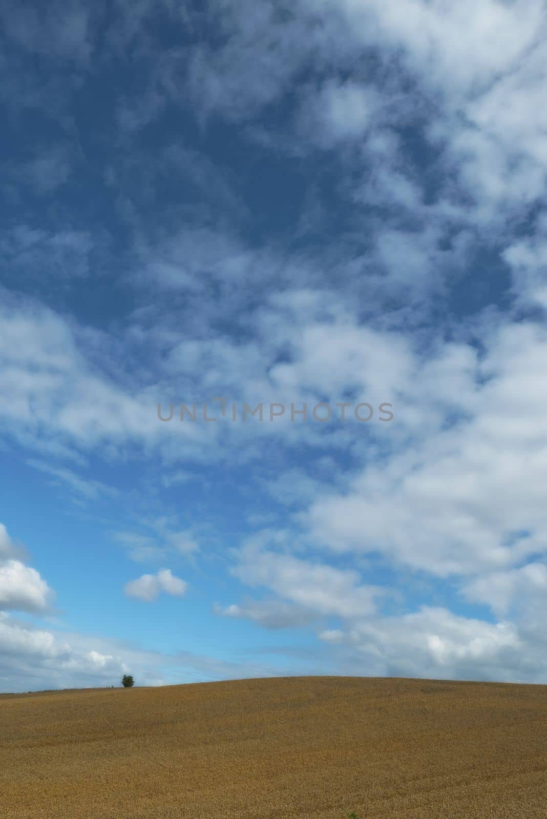 Open field beneath a summer sky. A deserted landscape beneath a summer sky