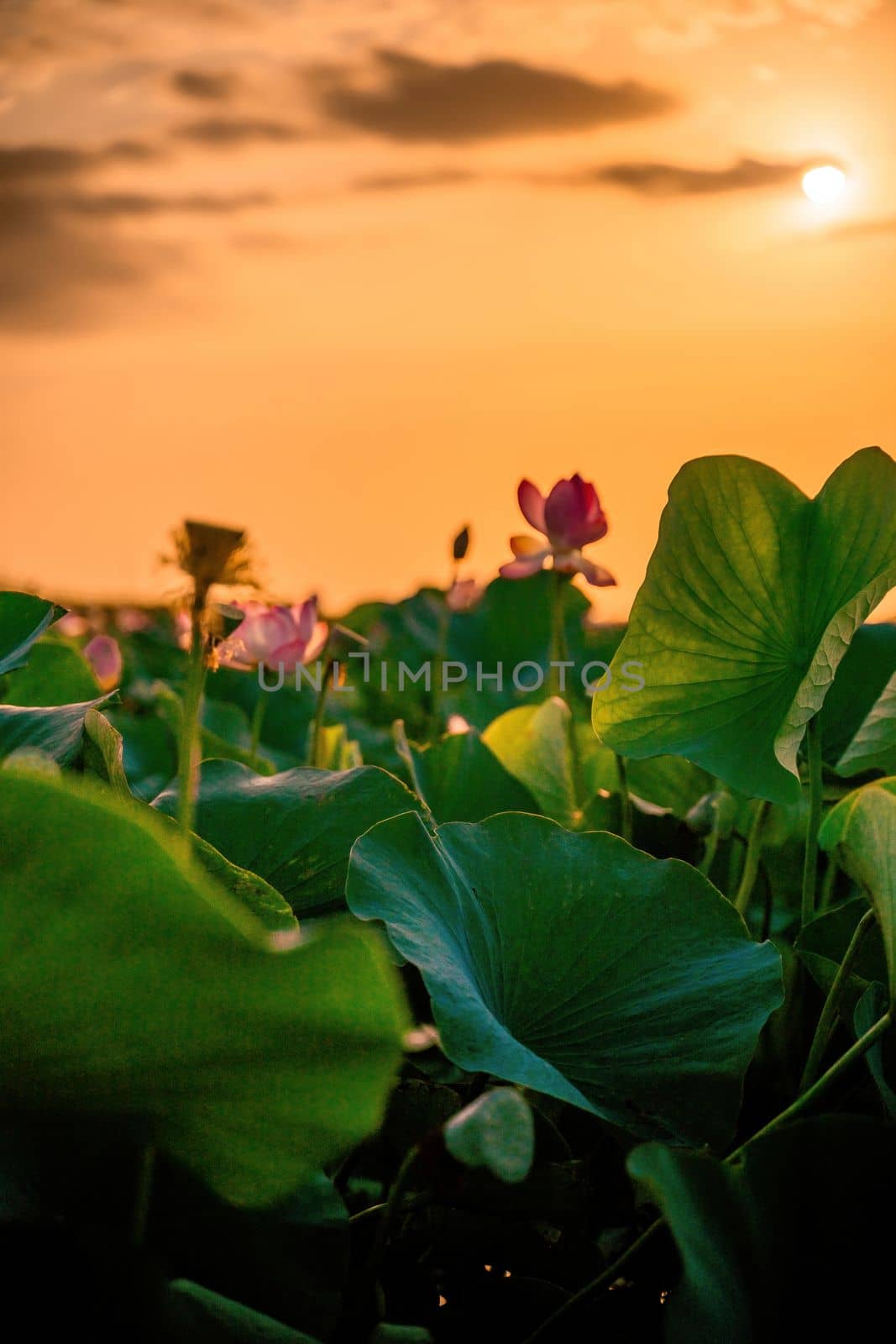 Sunrise in the field of lotuses, Pink lotus Nelumbo nucifera sways in the wind. Against the background of their green leaves. Lotus field on the lake in natural environment