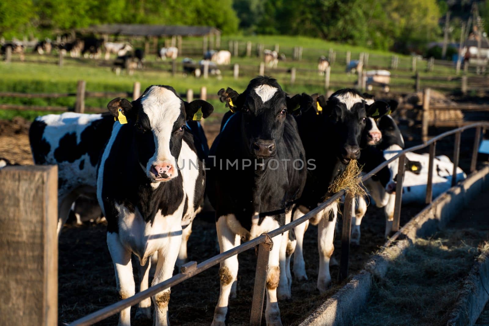 Dairy cows eating grass, hay and silage on a farm in a sunset. Agriculture, farming. Livestock concept. Dairy farm, cattle, feeding cows on farm