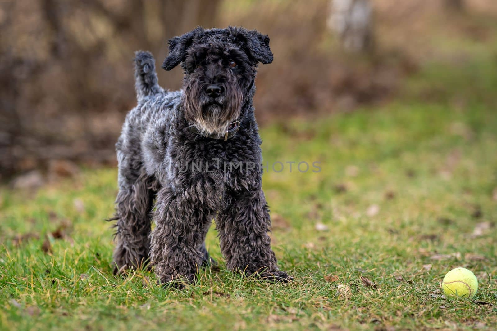 a dog with a tennis ball plays in the meadow, little black schnauzer. High quality photo