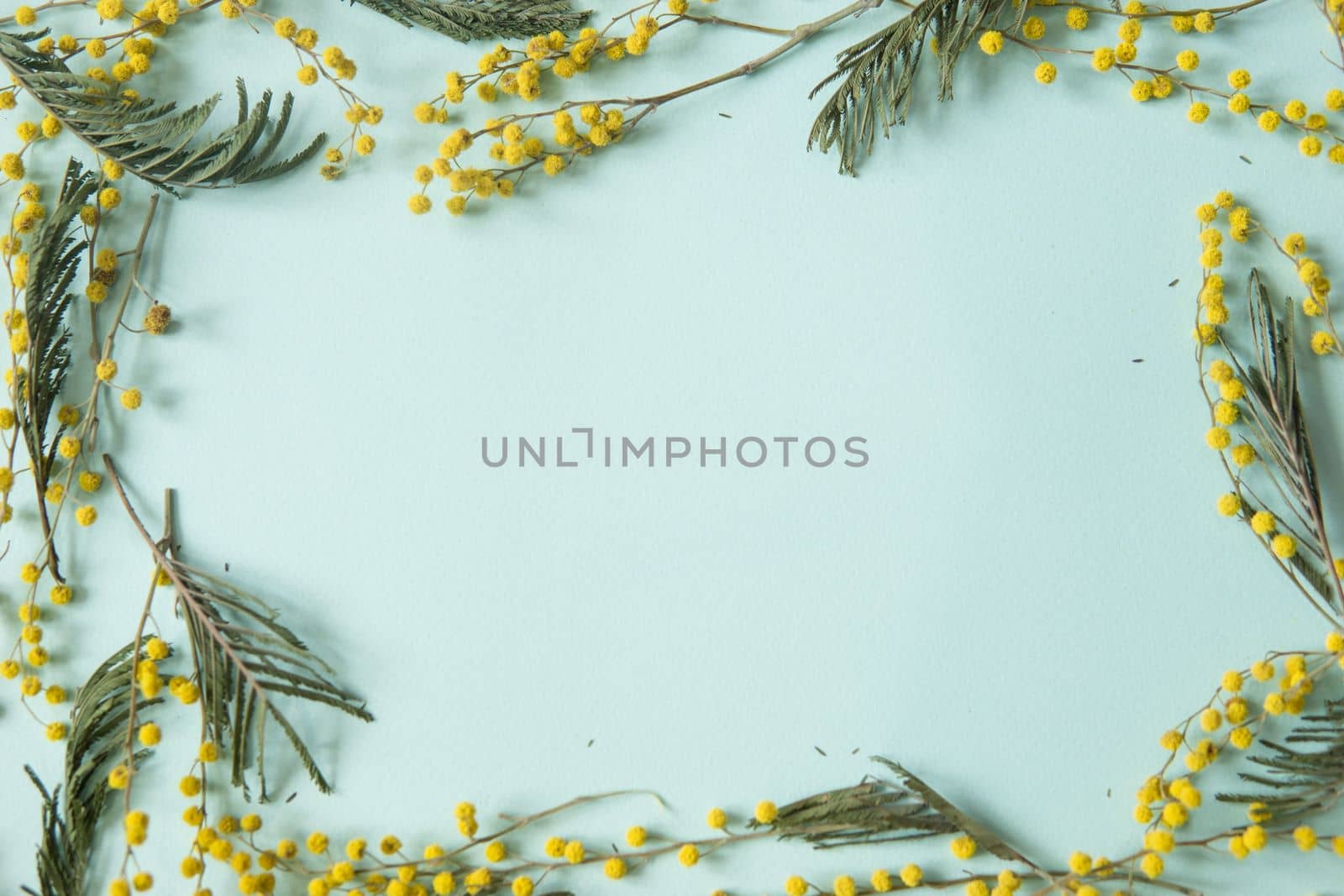 Mimosa twigs are spread out on a mint background. Spring concept. Spring background. A top view of a flat image, place for text.