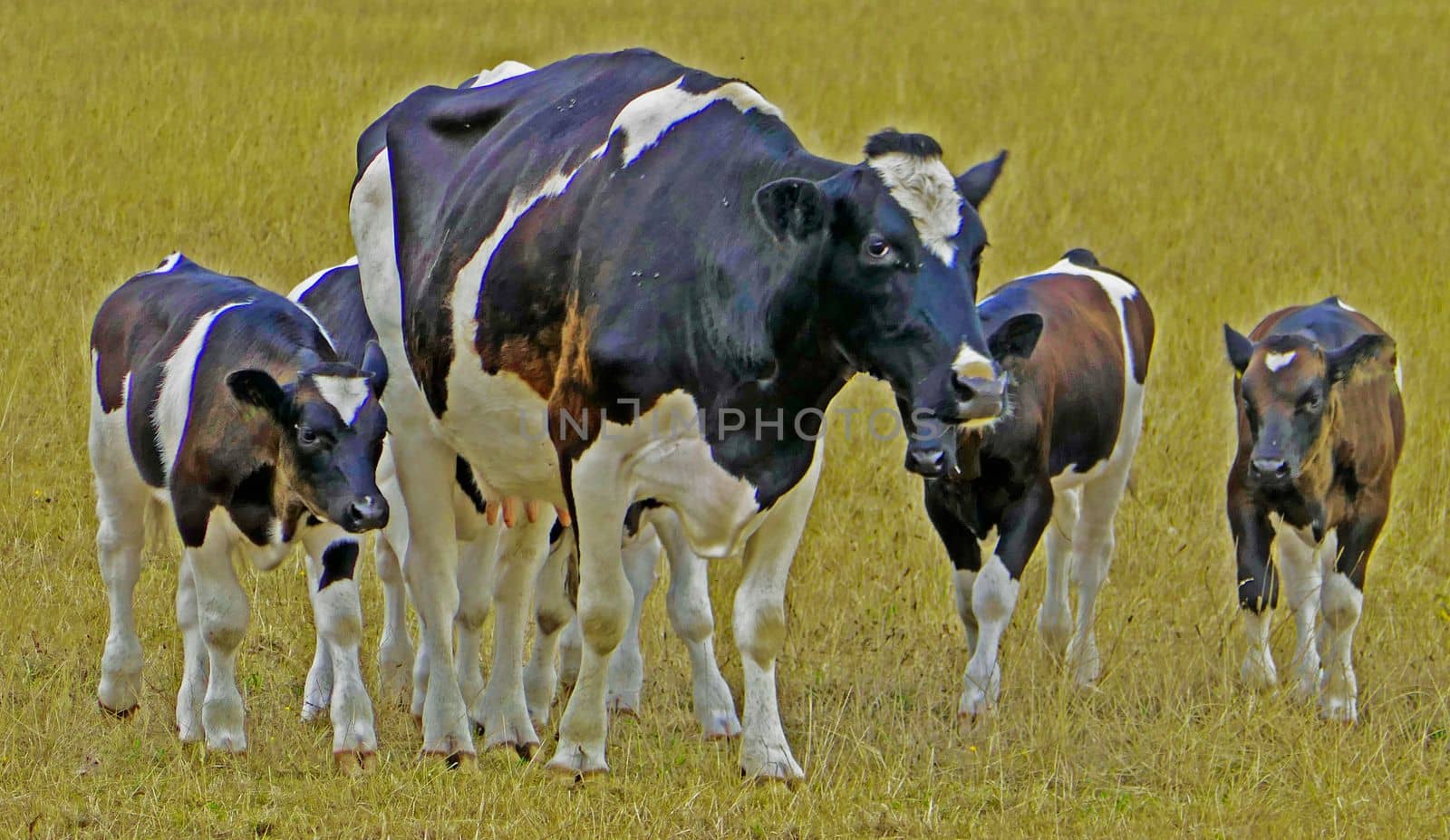 Holstein Friesian mother cow with calves on a meadow in Germany