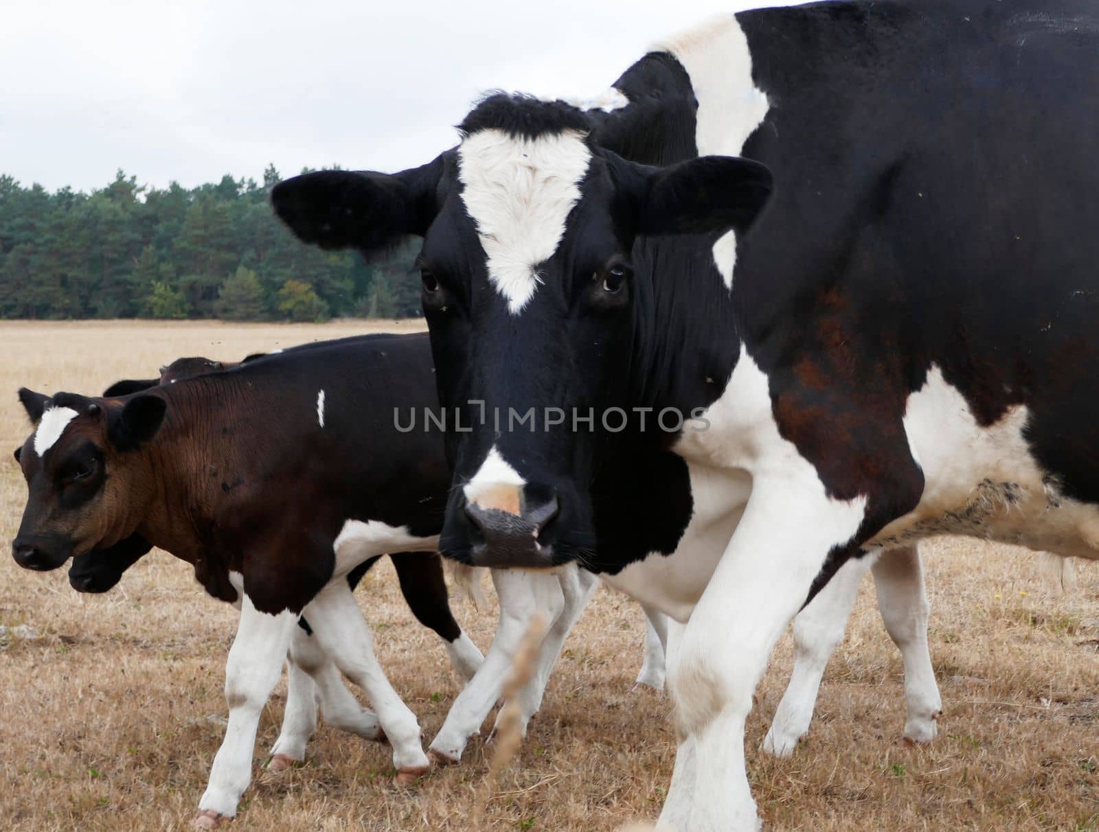 Holstein Friesian mother cow with calves on a meadow in Germany. The cow is looking at the camera