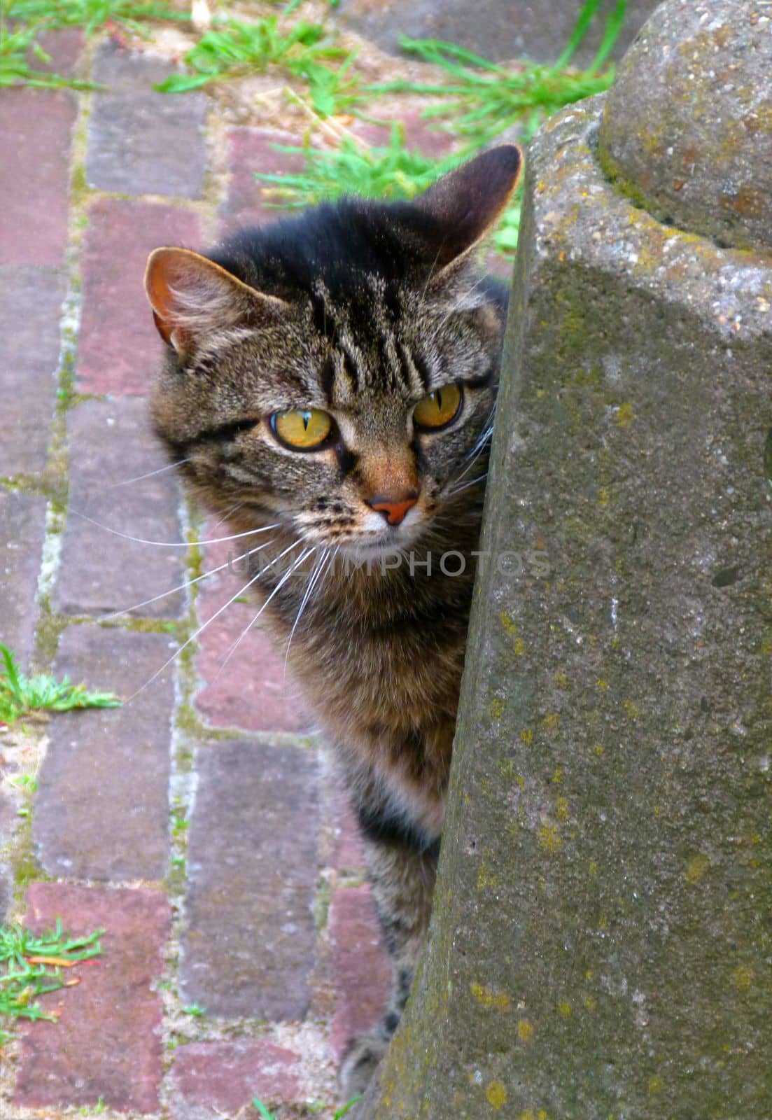 A tabby cat with remarkable yellow eyes sitting behind a stone pole a typical Dutch stone pole. He is peeping around the corner