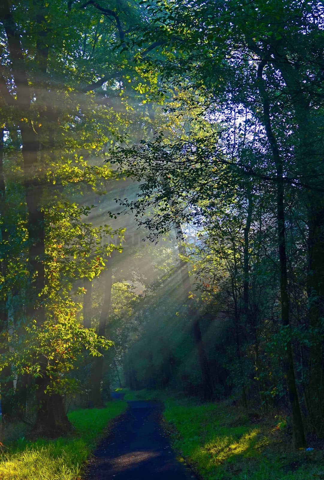 Sun rays in a wood. Morning, sunrise. Pedestrian walk passing.  