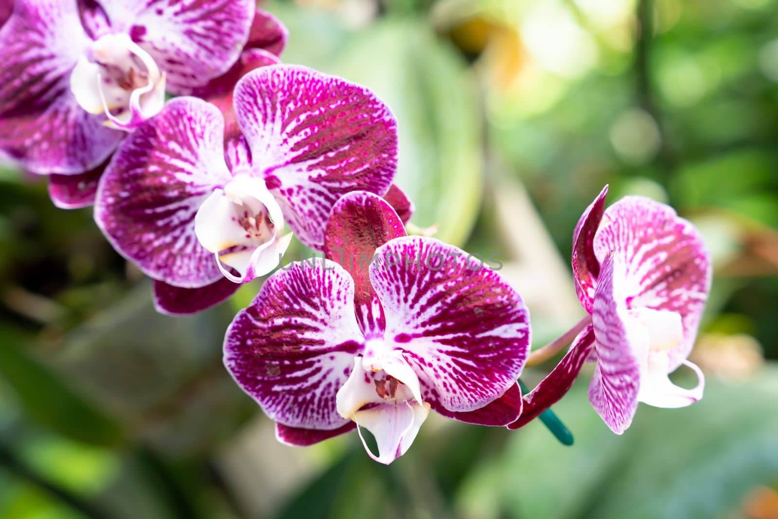 Portrait of beautiful flowers, Orchid in the Botanical Garden, Orchidaceae.