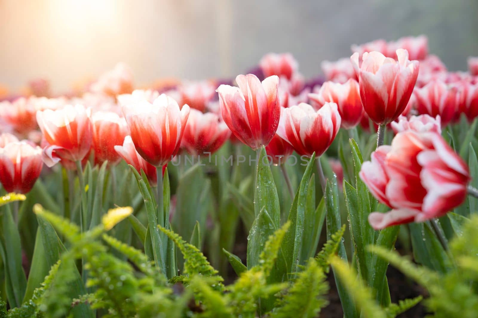 Beautiful tulip in the garden with sunlight, north Thailand.