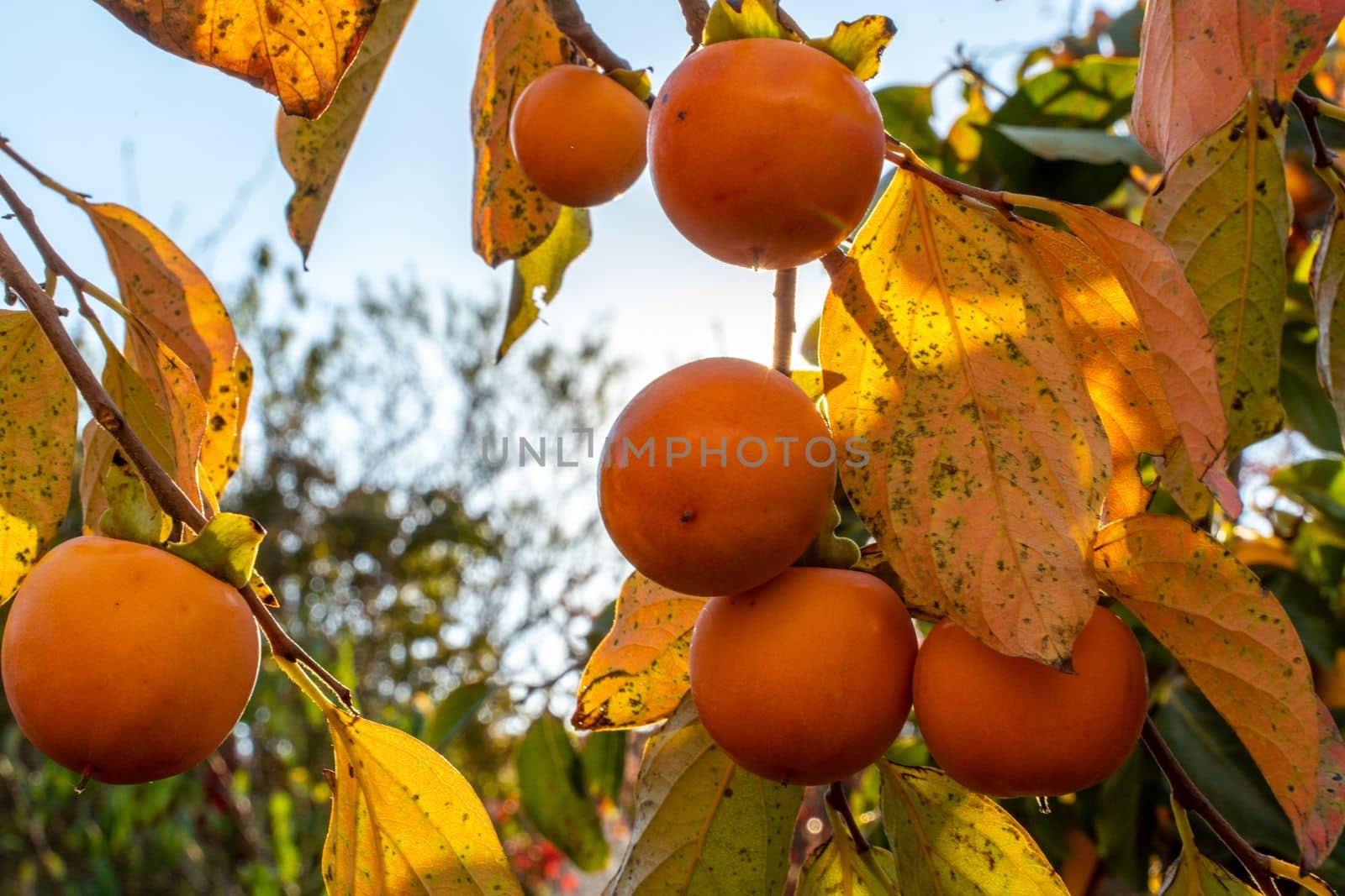 Persimmon ripe fruit garden. Tree branches with ripe persimmon fruits on a sunny day.