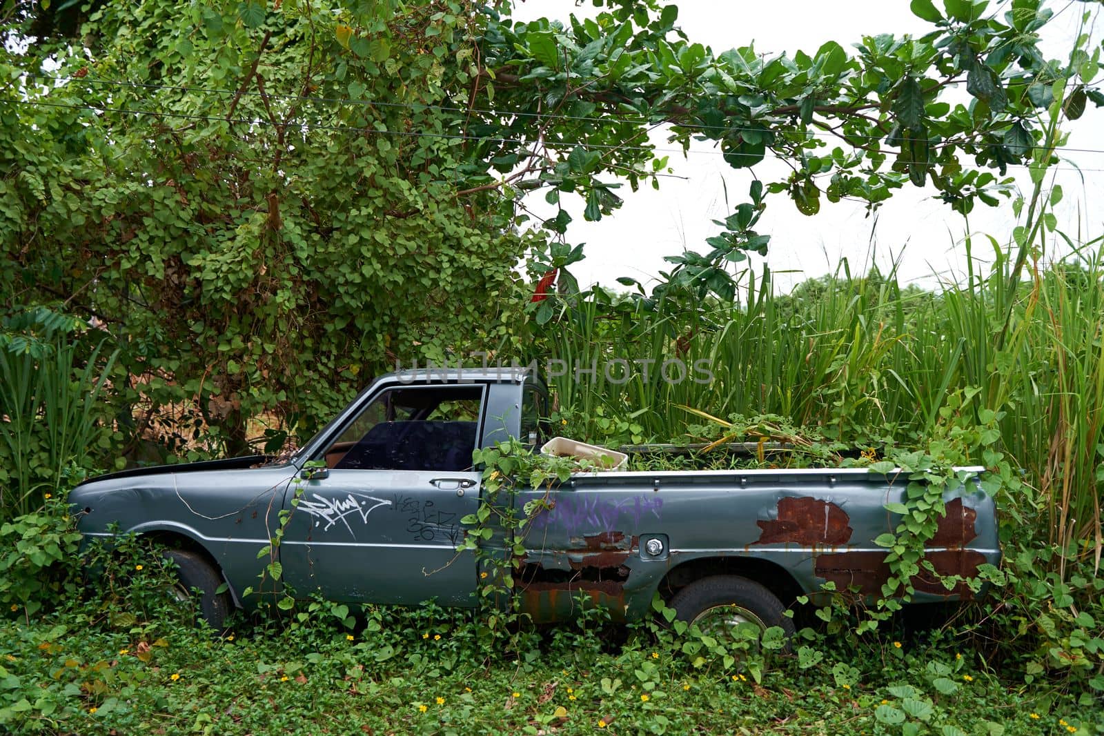 A long abandoned pickup truck in the woods has become overgrown with bushes.