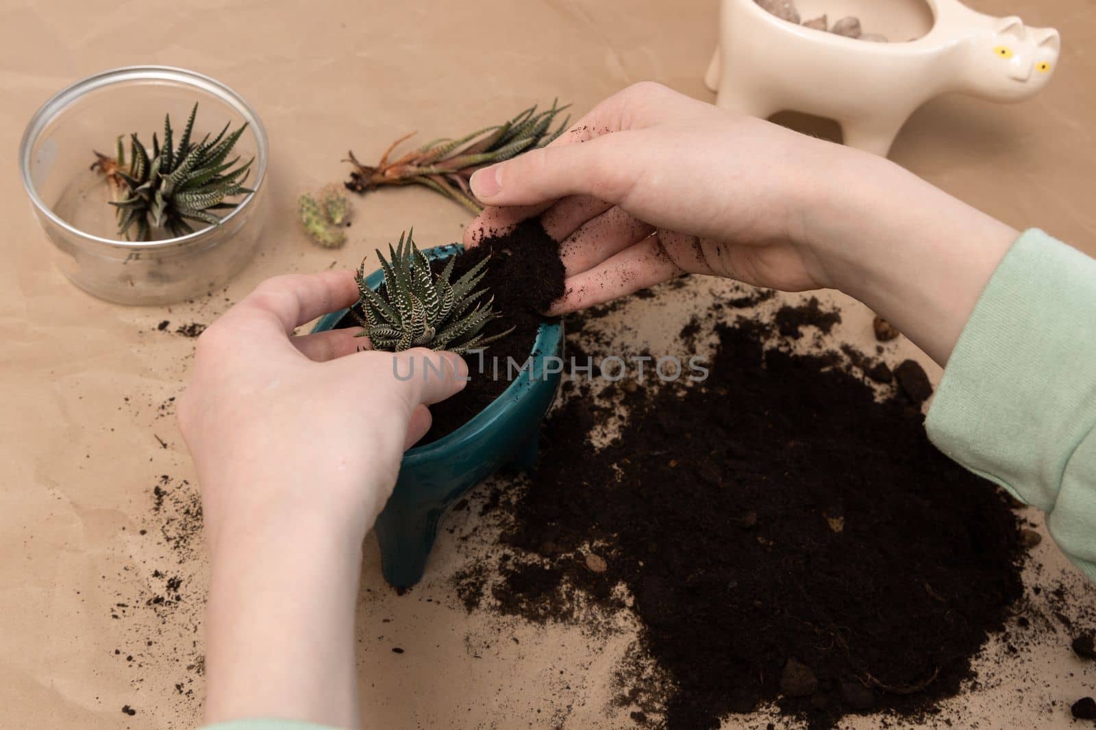 Spring repotting housplant. Spring care plant. Houseplant transplant in new pot. Boy hands replanting succulents