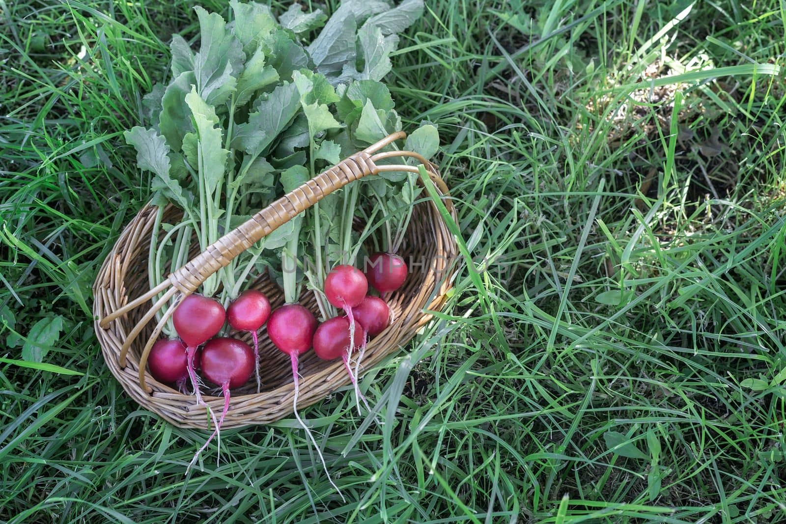 A bunch of fresh red radish with leaves in a wicker basket on the green grass in the garden. Harvesting.