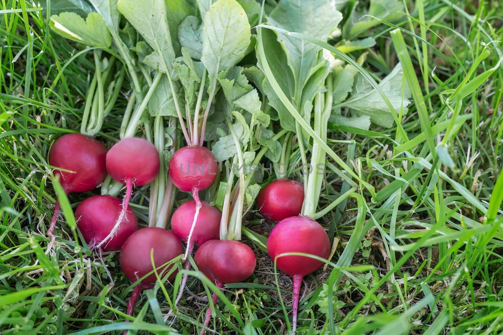 A bunch of fresh red radish with leaves on the green grass in the garden. Harvesting.