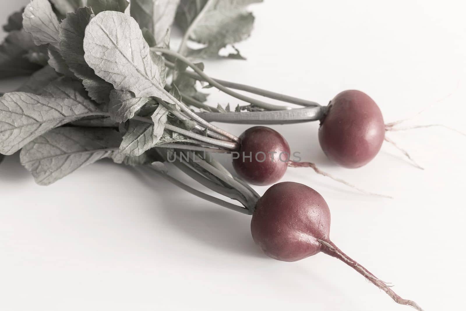 A small fresh radish on a white background. Front view, space for text.