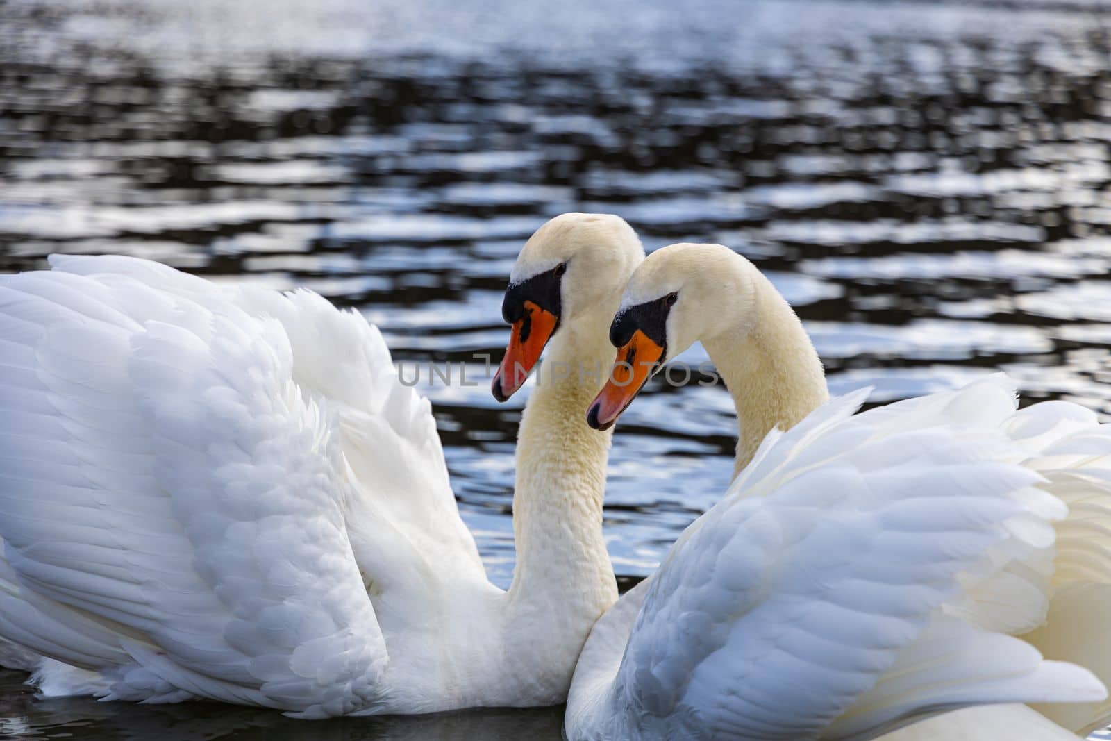 A couple of mute swans swim in the lake and search for food