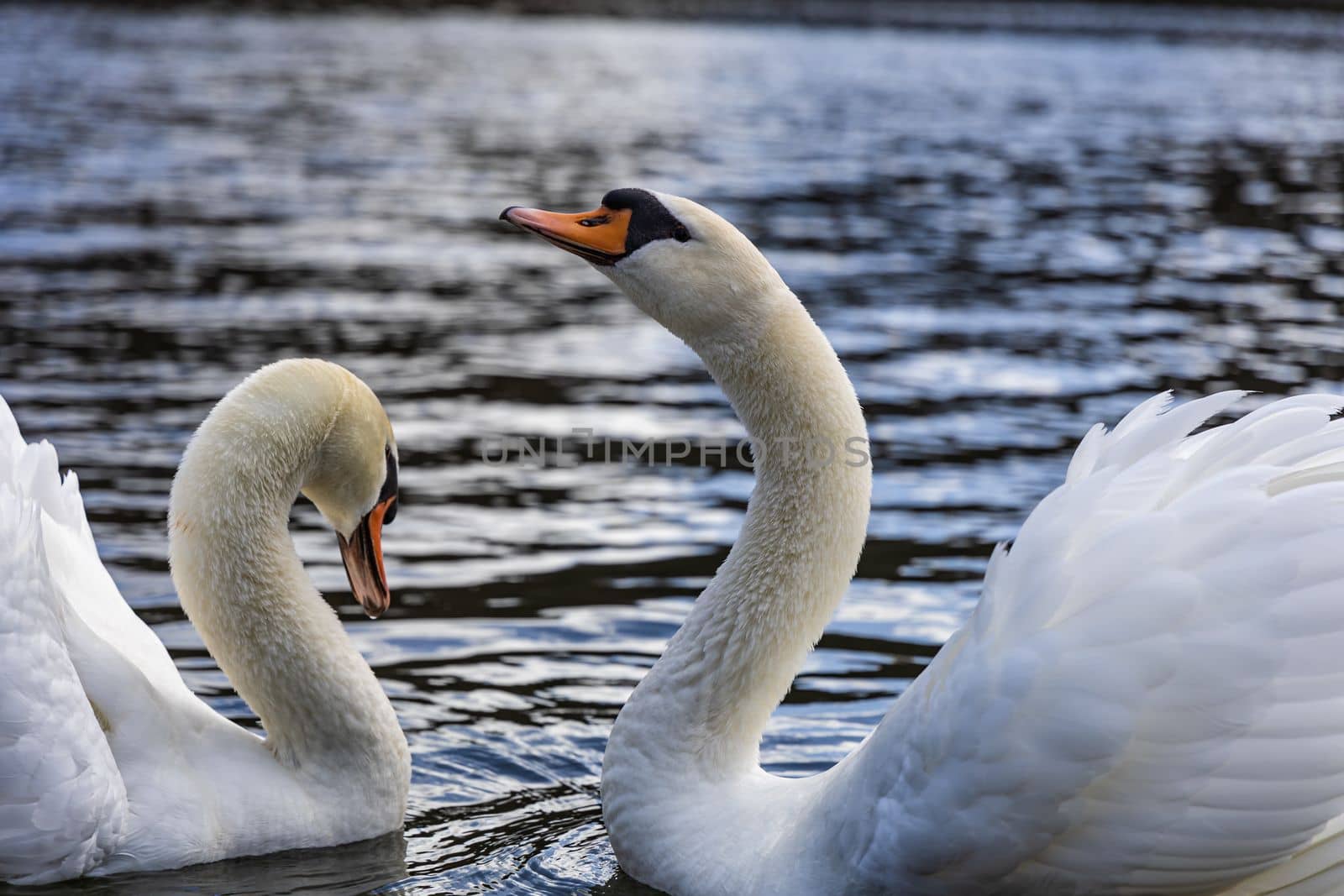A couple of mute swans swim in the pond by exndiver