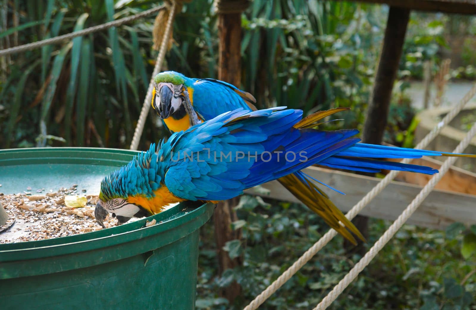 Two colorful blue parrot macaw eating food in the big bowl