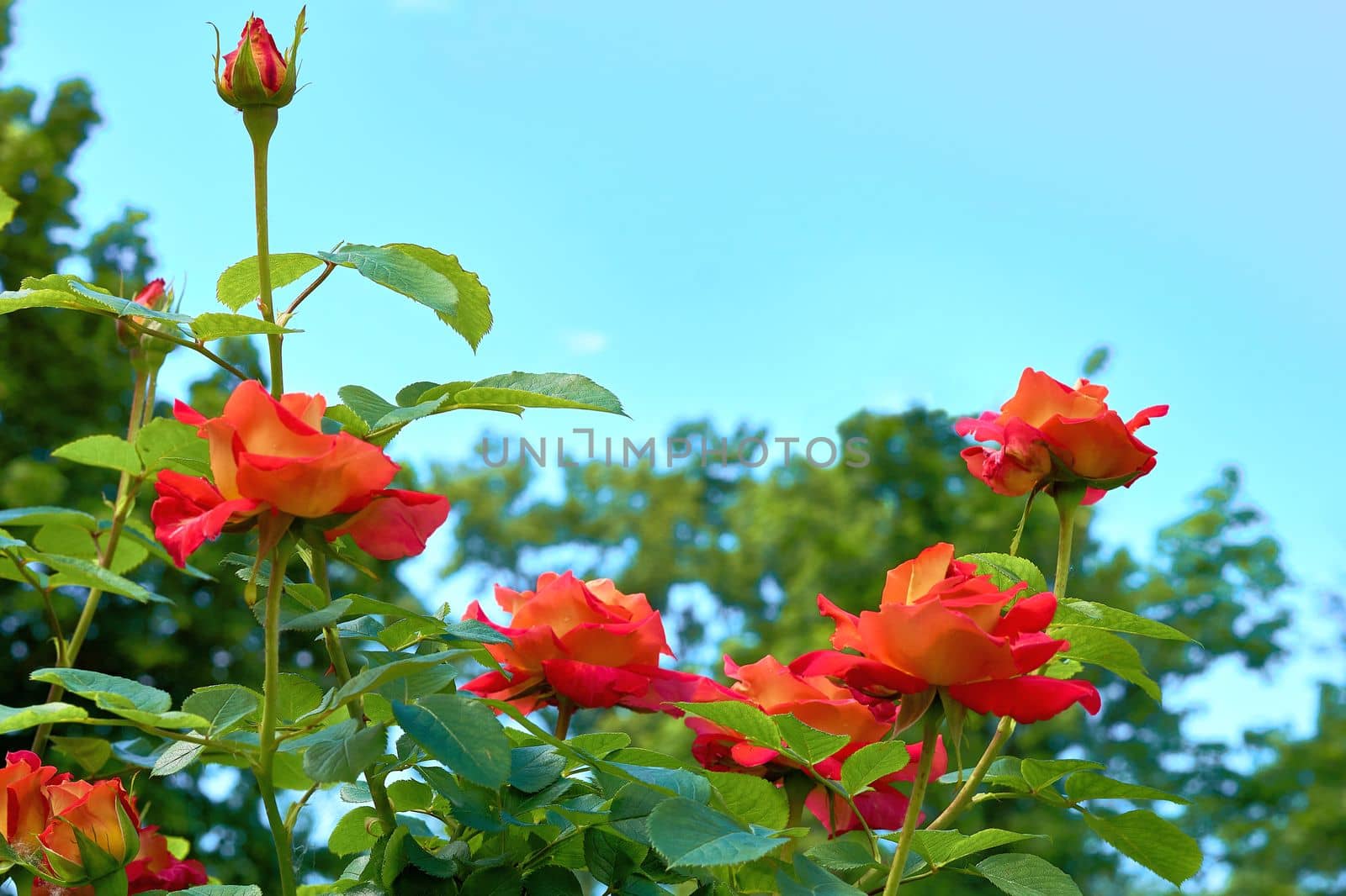 Tender cute red roses with buds and blue sky in a green fresh garden by jovani68