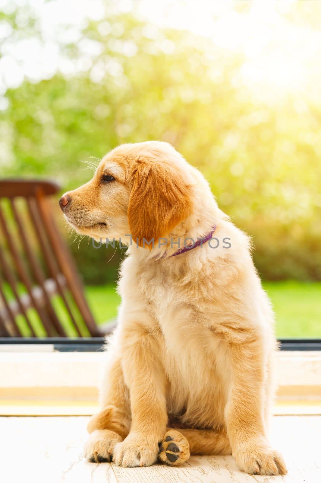 cute hovawart young puppy. Lovely Golden retriever puppy. sweet puppy on sunny day by PhotoTime