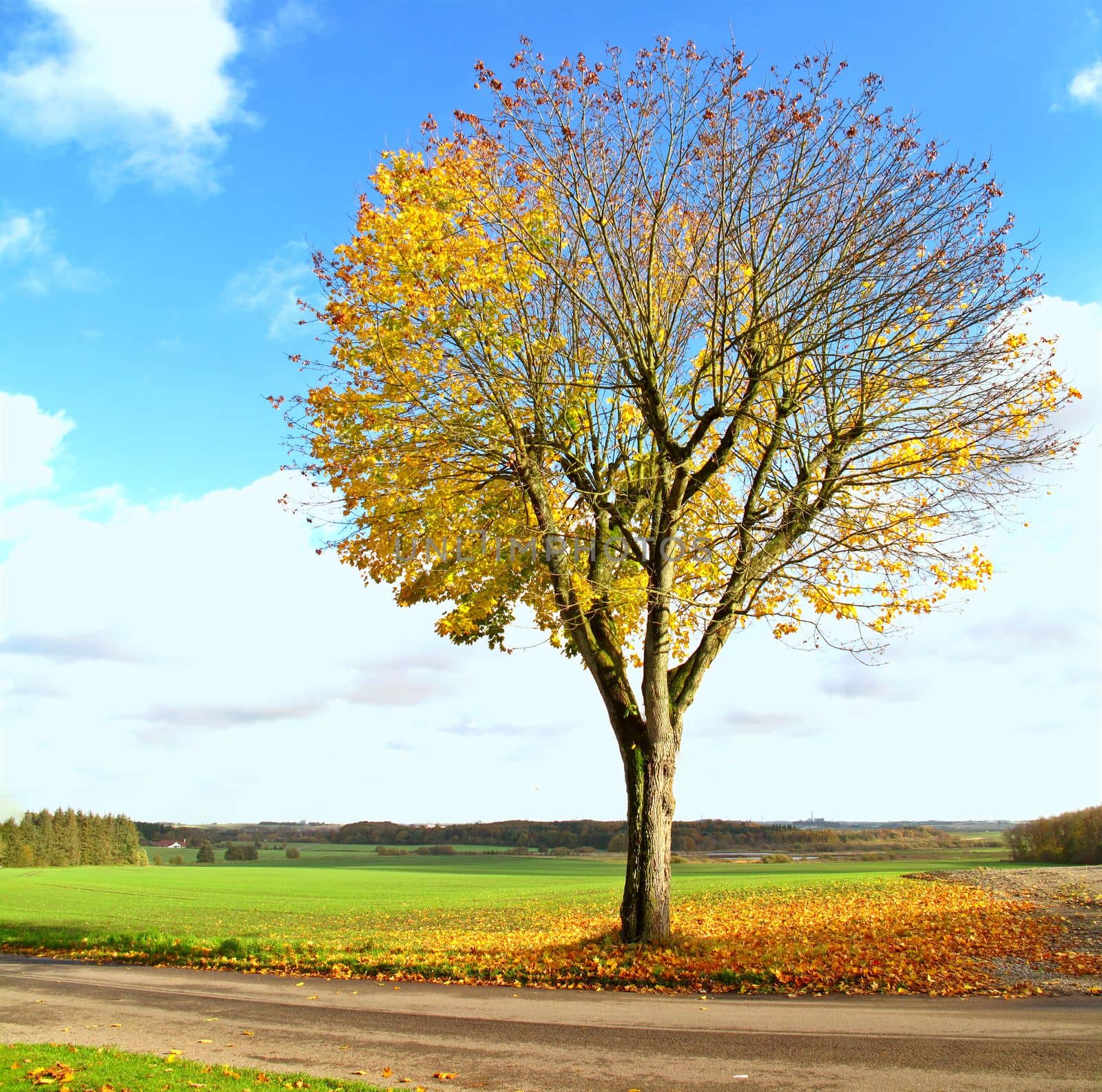 Autumn in the colors of autumn. A photo of a lonely tree in the fall. by YuriArcurs