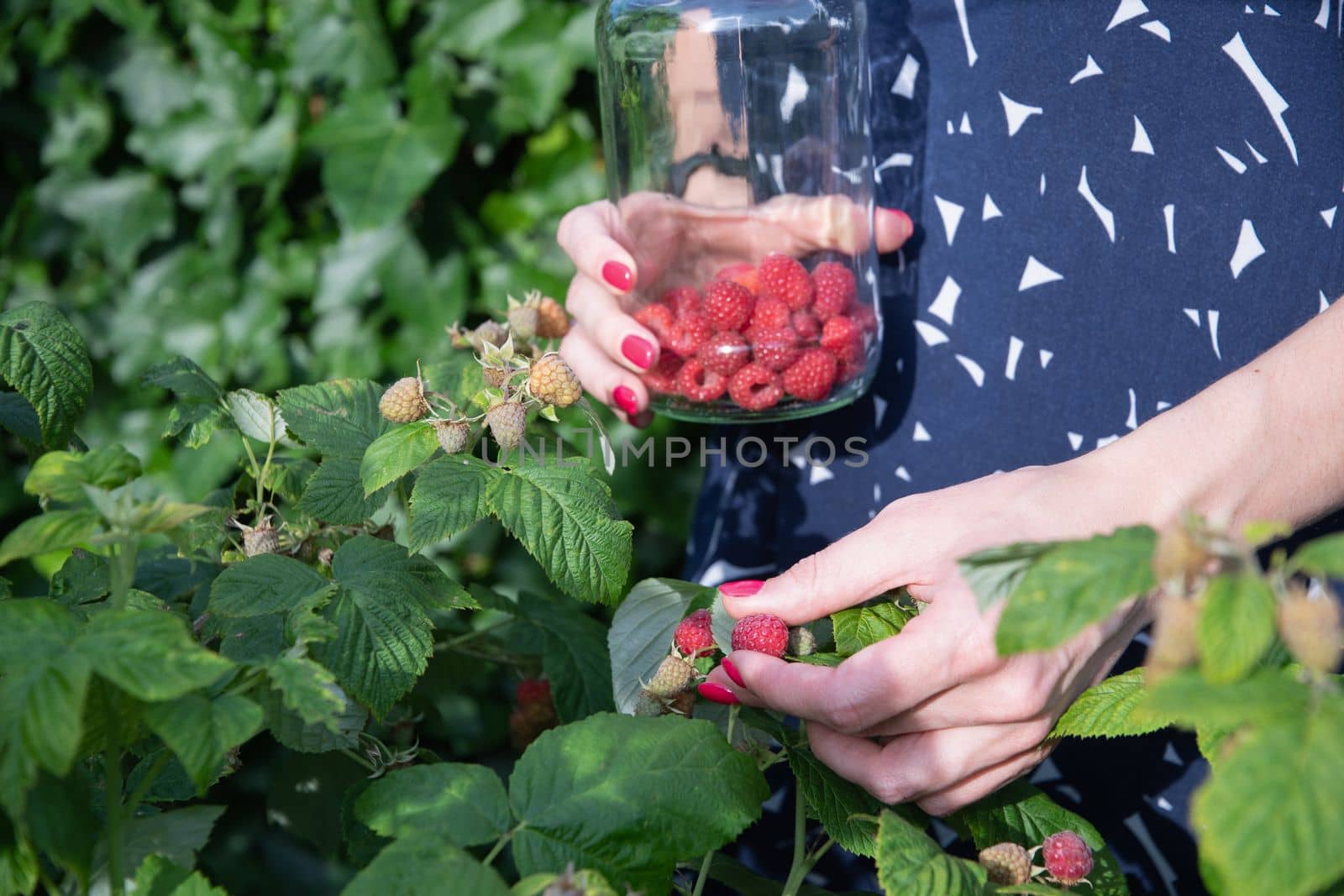 yung woman picks ripe raspberries in a basket, summer harvest of berries and fruits, sweet vitamins all year round. High quality photo