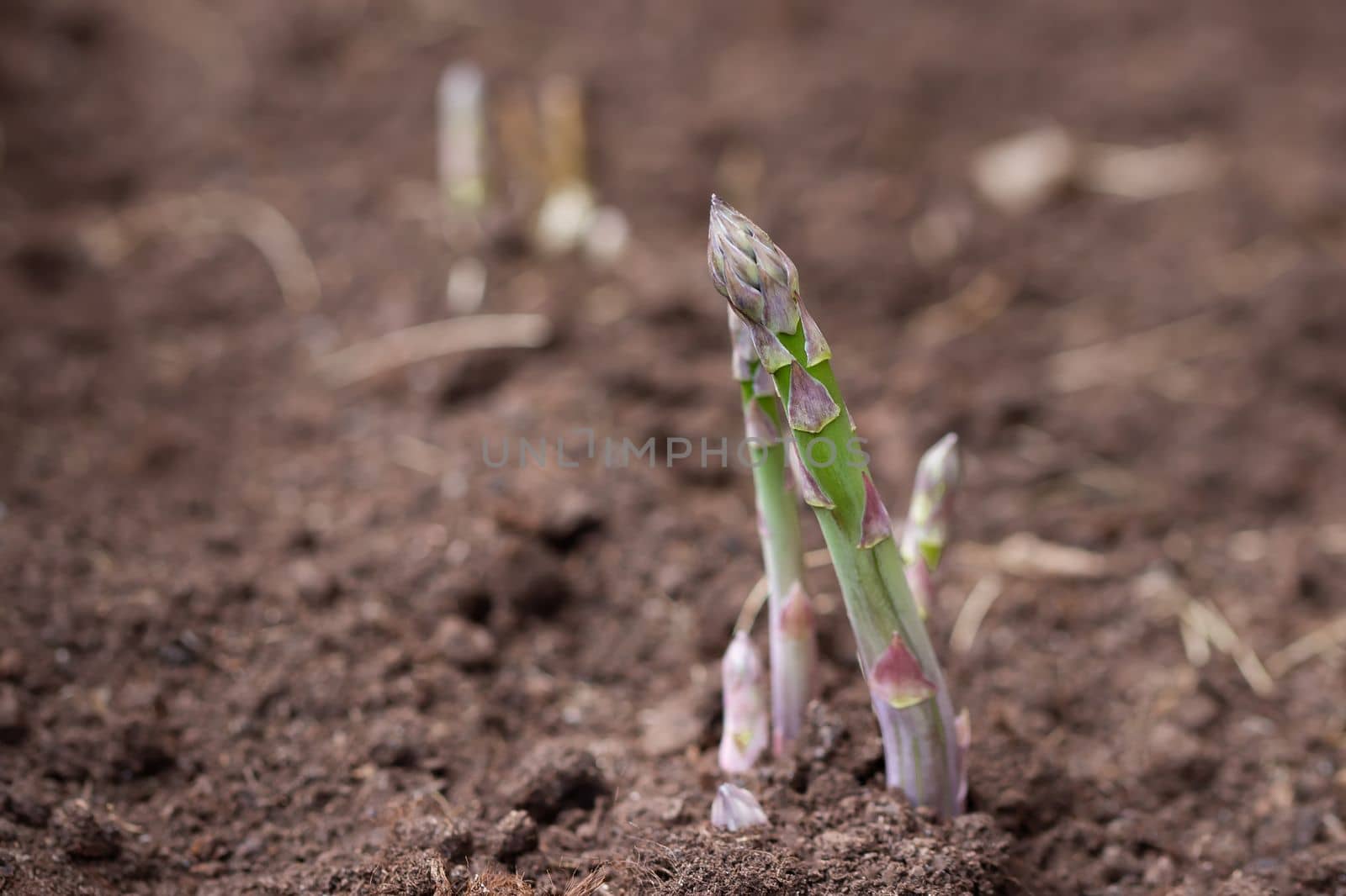 Fresh asparagus sprouts in the vegetable garden by galsand