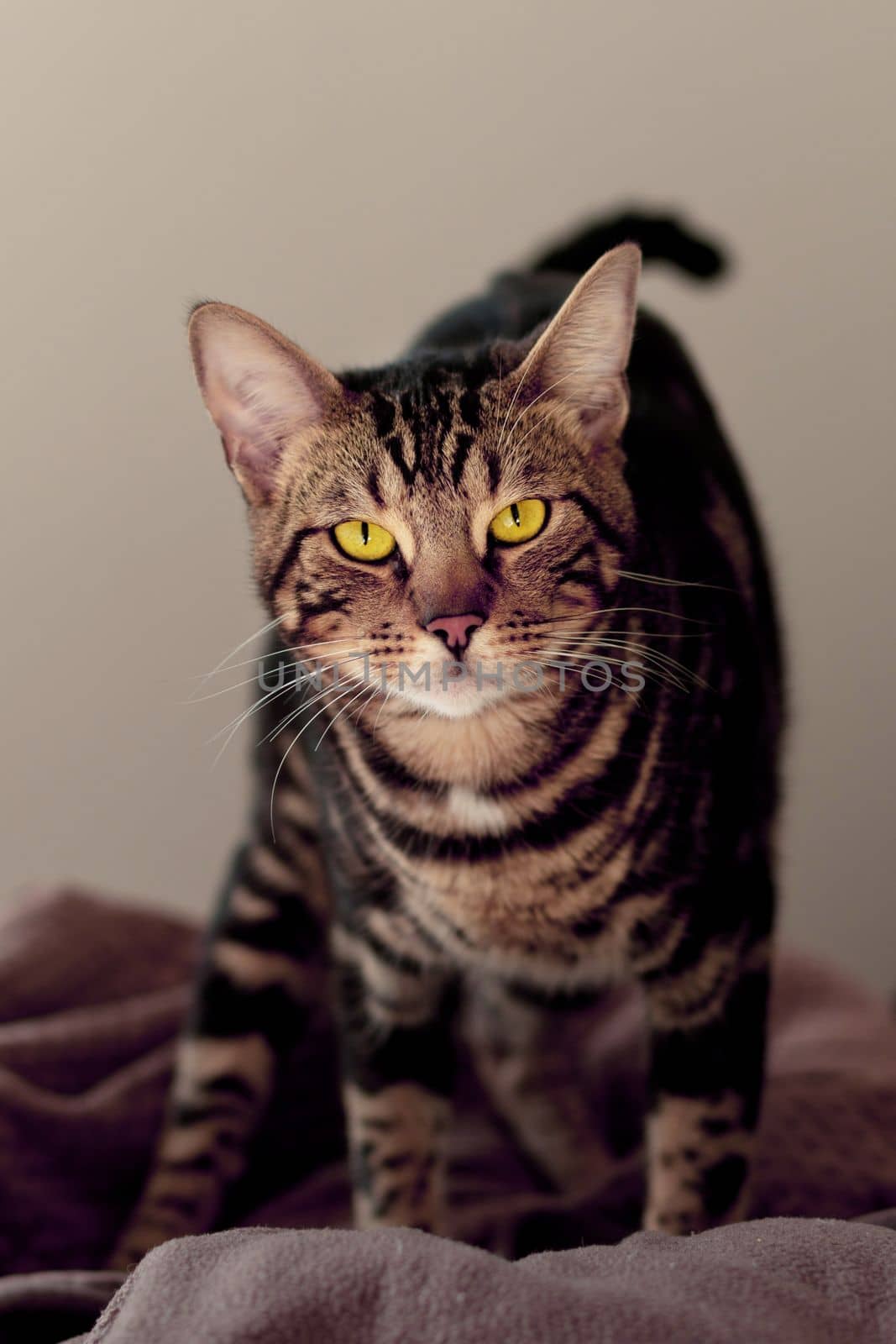 beautiful Bengal cat with a marble color in the rays of the sun in the room pets luxury conditions. High quality photo