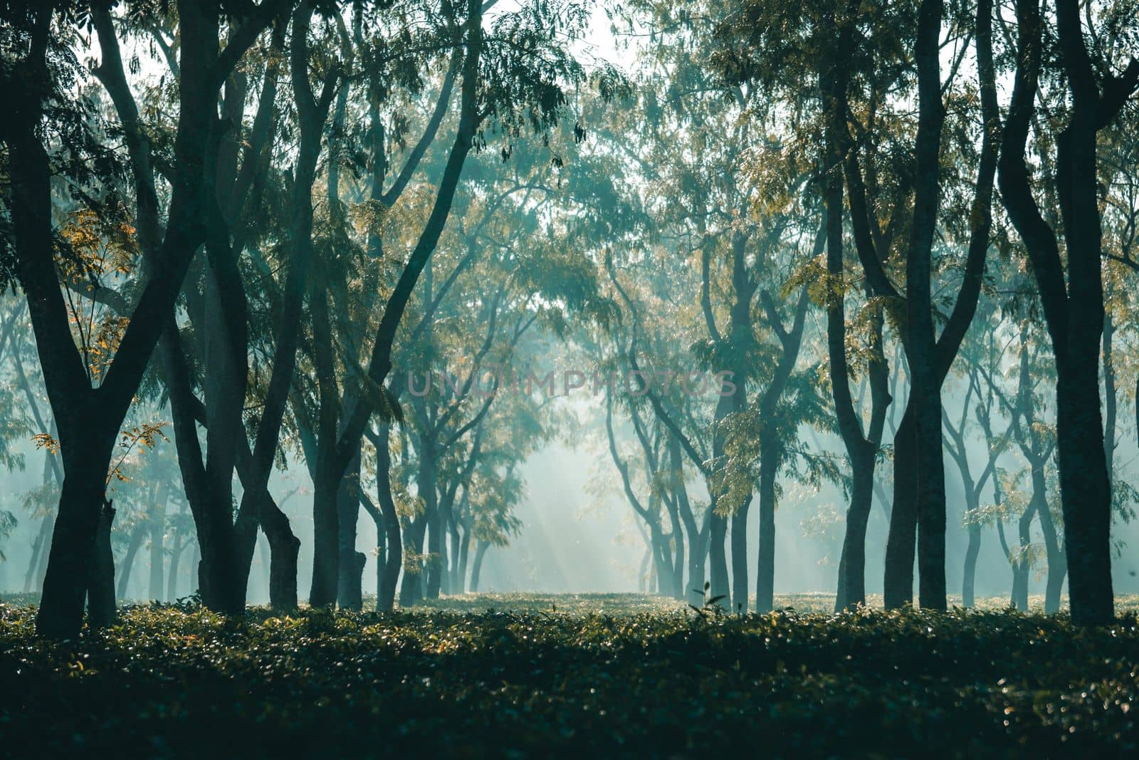 Foggy winter morning at tea garden, selective focus