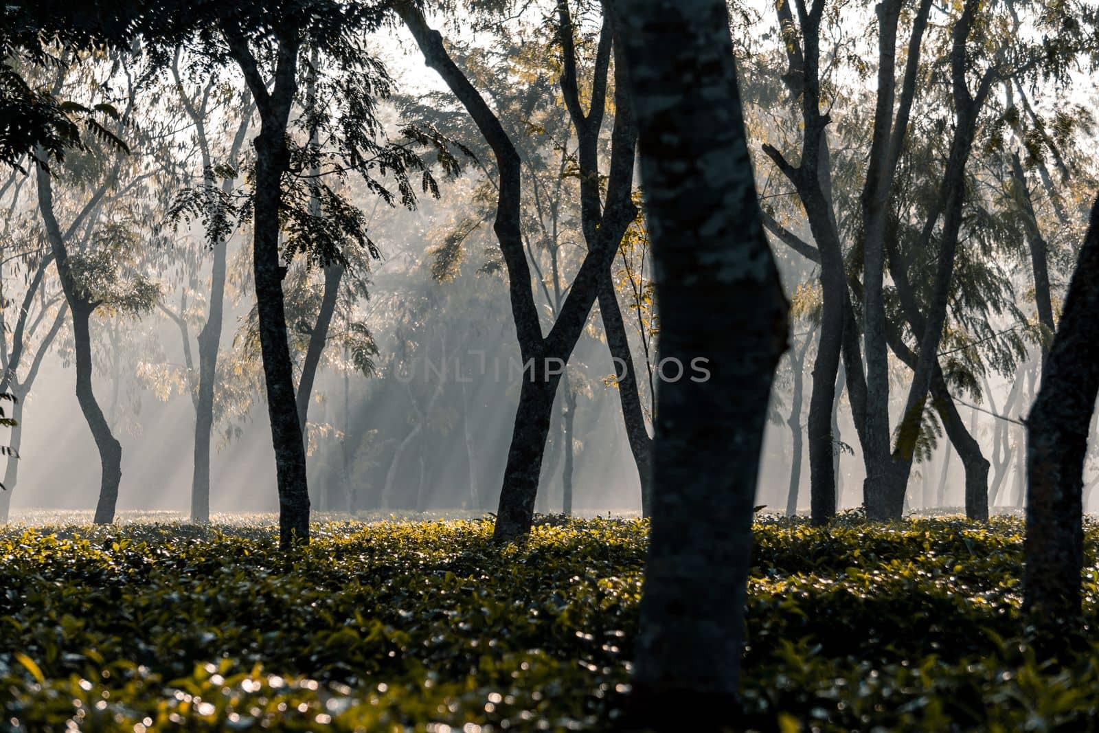 The sunrise as it rises in the foggy morning of winter at tea garden by abdulkayum97