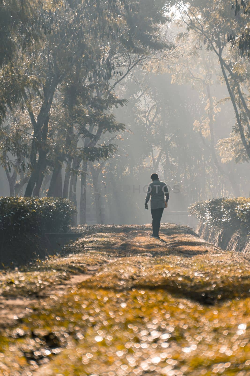A person walking along a tree garden road, Selective Focus