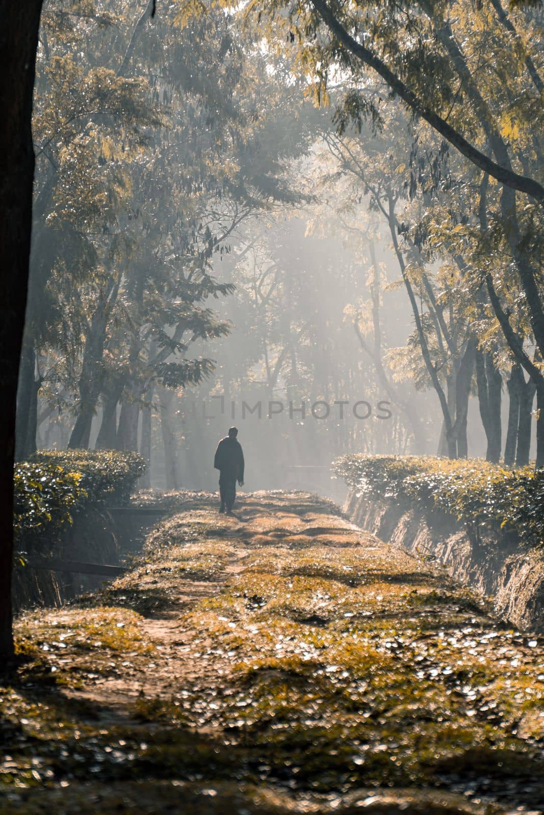 A person walking along a tree garden road, Selective Focus