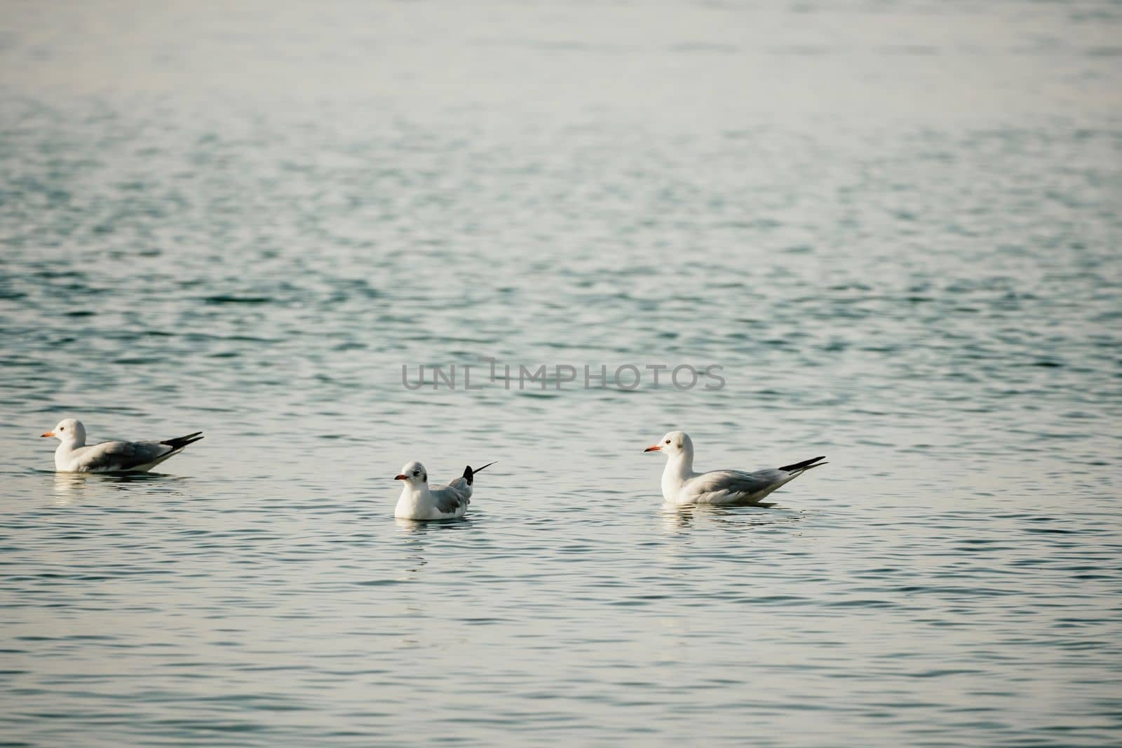 Seagulls flying in sunset sky. A flock of the seagull birds flies under a dark sky after sunset, over the sea along the rocky coast. Freedom concept