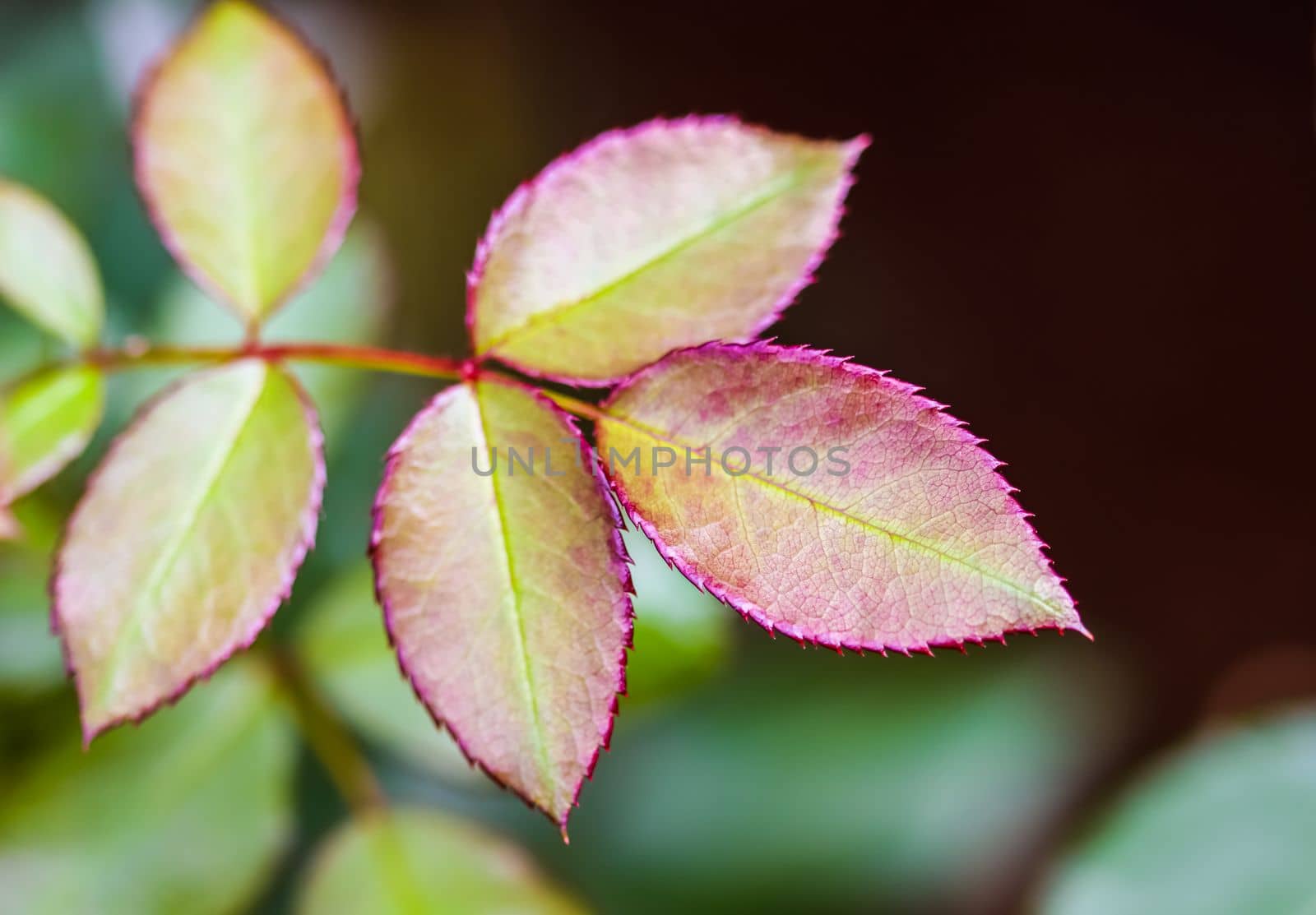 Red rose leaf with raindrops after rain in the garden. Bokeh with light reflection