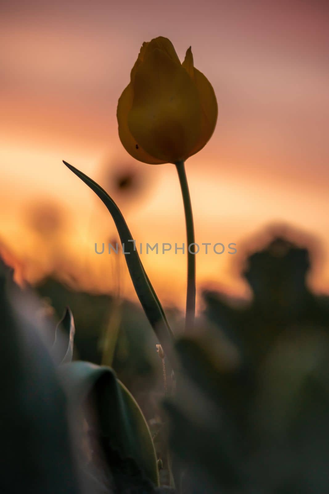 Wild tulip flowers at sunset, natural seasonal background. Multi-colored tulips Tulipa schrenkii in their natural habitat, listed in the Red Book