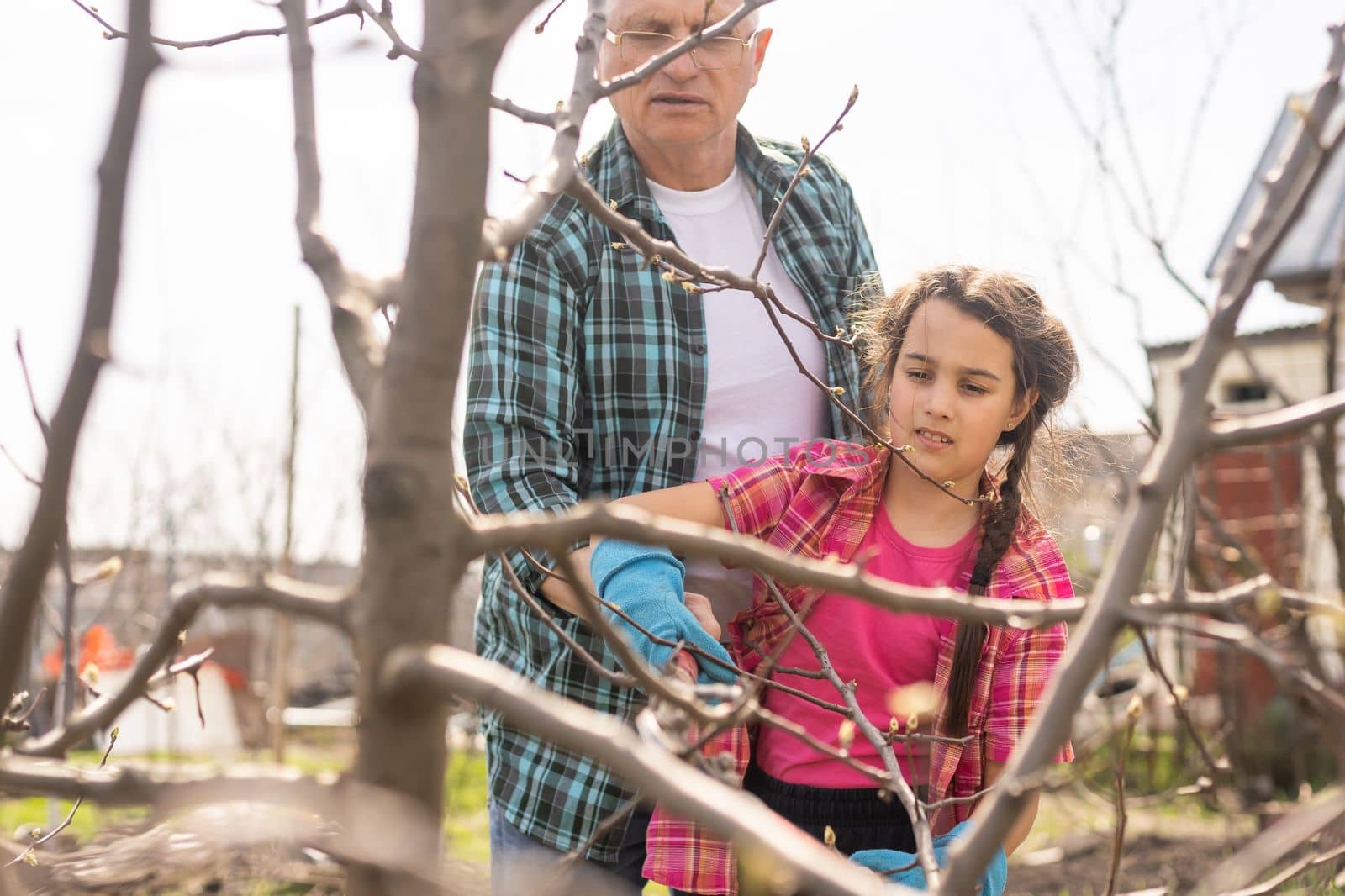 gardening, grandfather and granddaughter in the garden pruning trees.