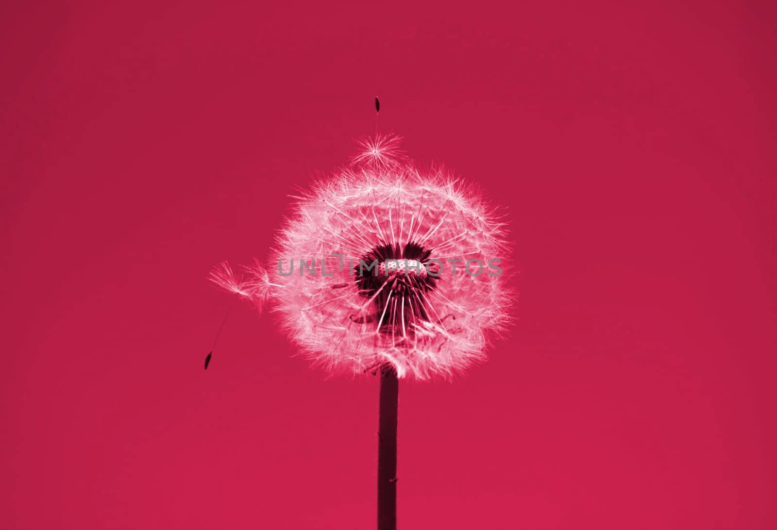 A lonely dandelion against the sky in viva magenta color by lapushka62