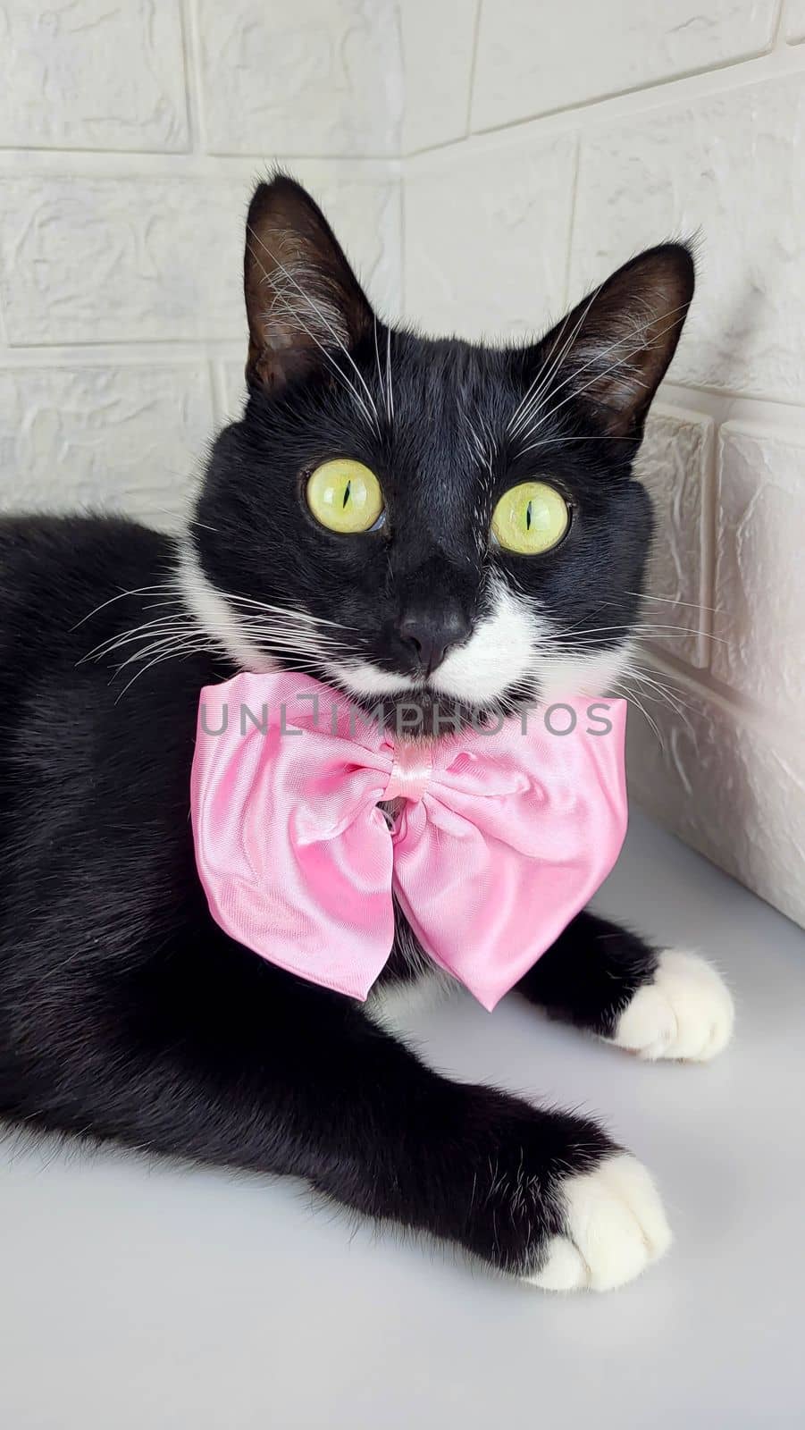 Funny black cat with a pink bow looks attentively at the camera.