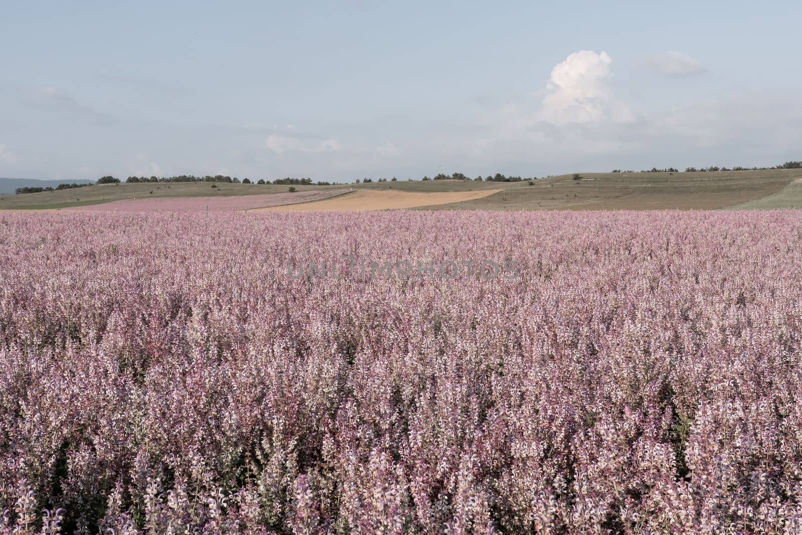 Field of Clary sage - Salvia Sclarea in bloom, cultivated to extract the essential oil and honey. Field with blossom sage plants during golden sunset, relaxing nature view.