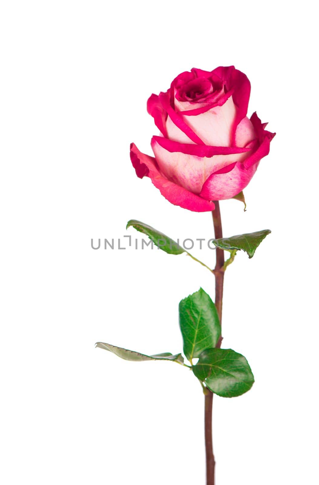 Rose flower with clipping path, side view. Beautiful single pink rose flower on stem with leaves isolated on white background. Natur object for design to Valentines Day, mothers day, anniversary by aprilphoto