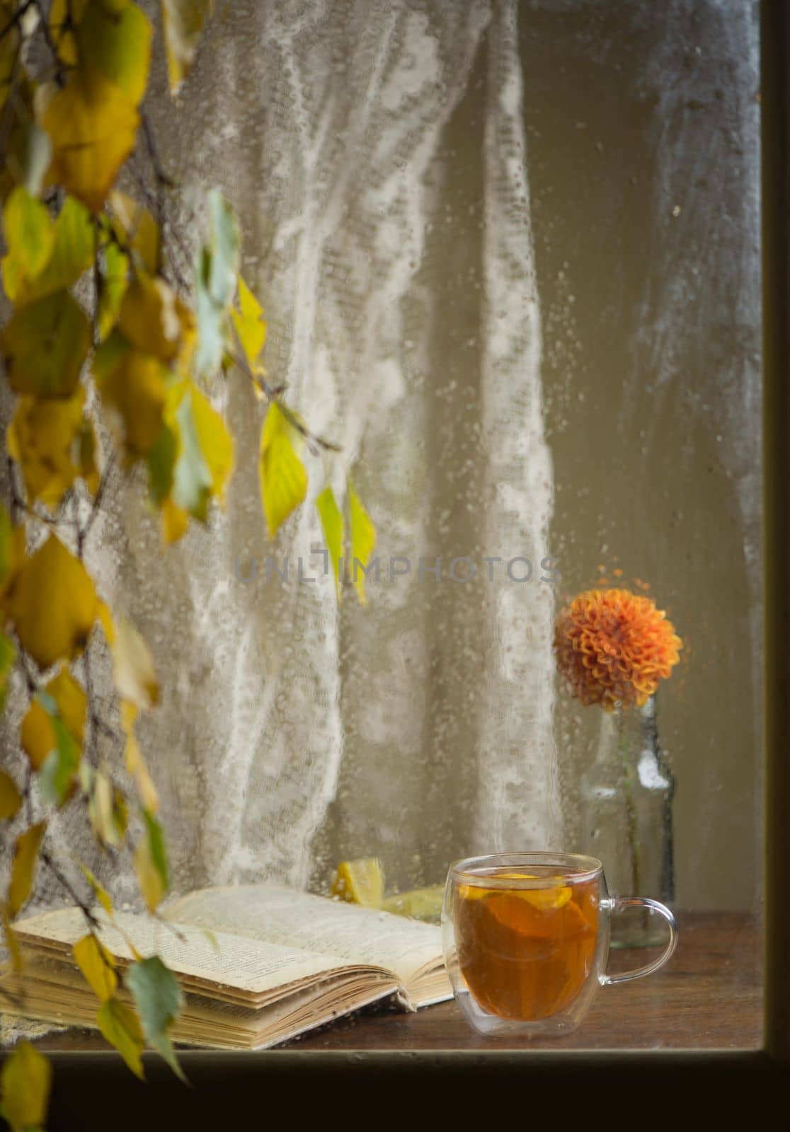 Autumn form. Yellowed birch branches through a wet rainy window. Book and tea with lemon. Home comfort in bad weather by aprilphoto