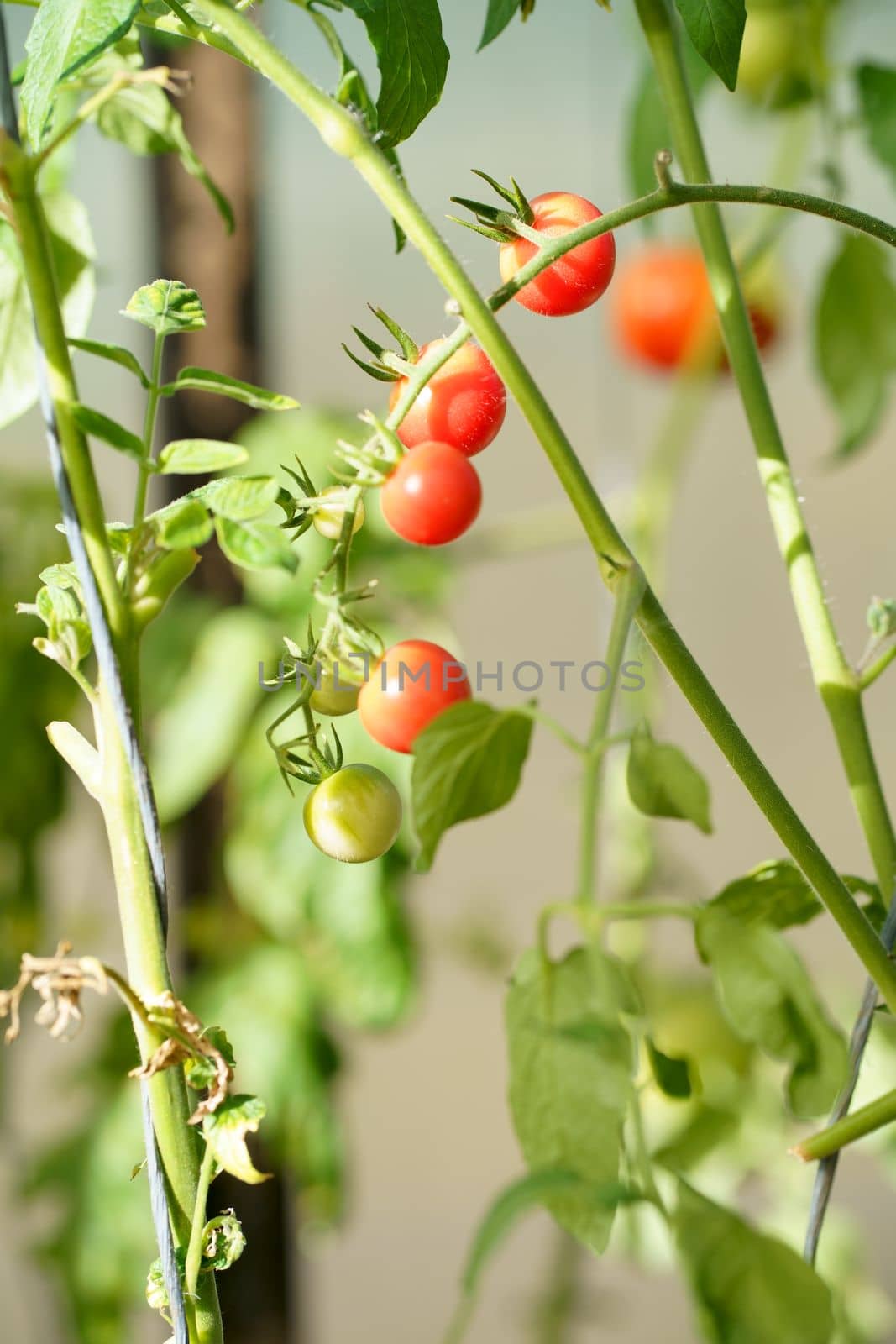 Greenhouse economy. Organic farming. Beautiful tomato plant on a branch in a green house in the foreground, shallow field department, copy space, organic tomatoes by aprilphoto