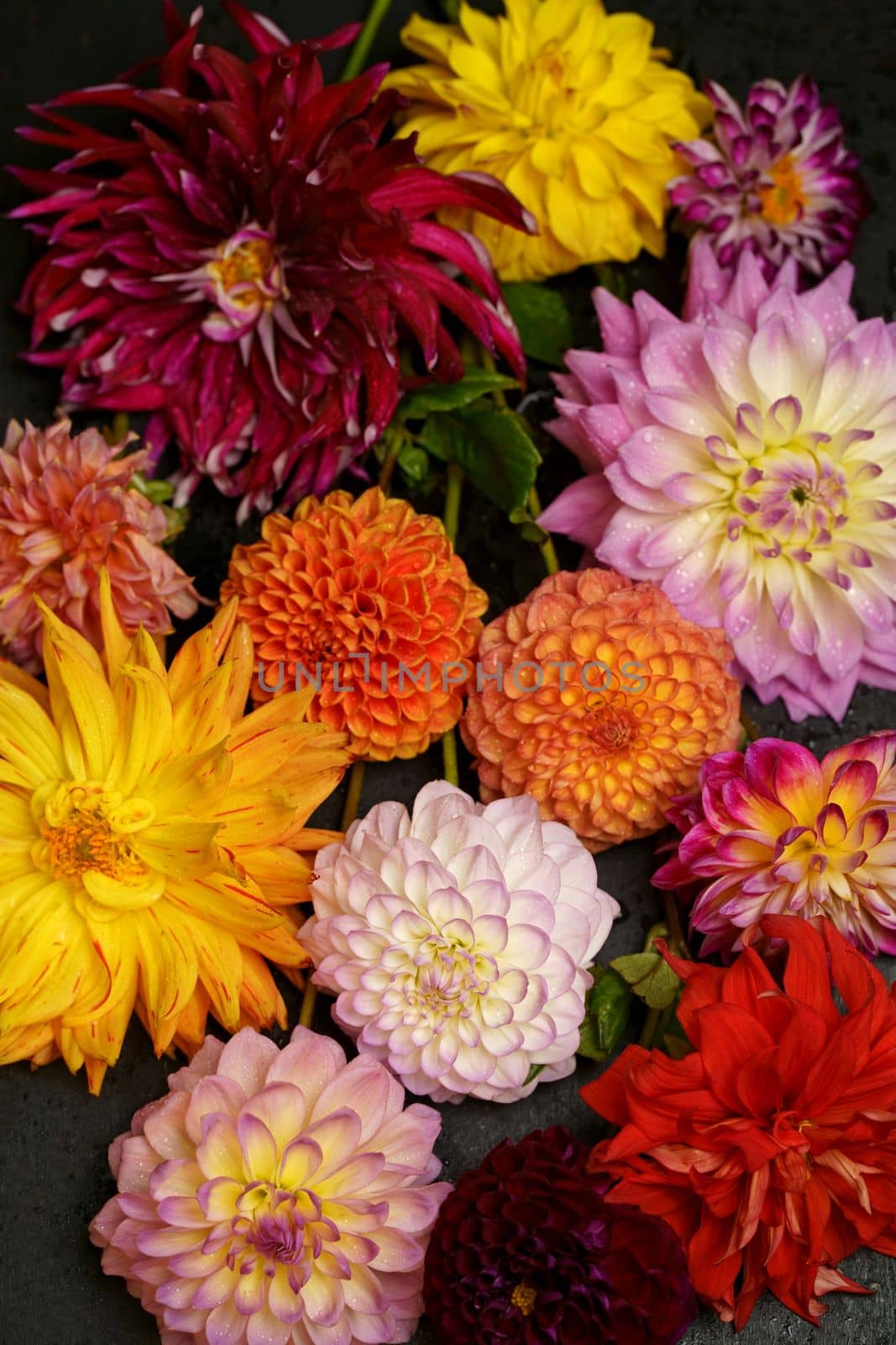 Red white Dahlia flowers with rain drops, top view wallpaper background. Colorful dahlia flowers, wallpaper backdrop. Blossoming dalias bloom