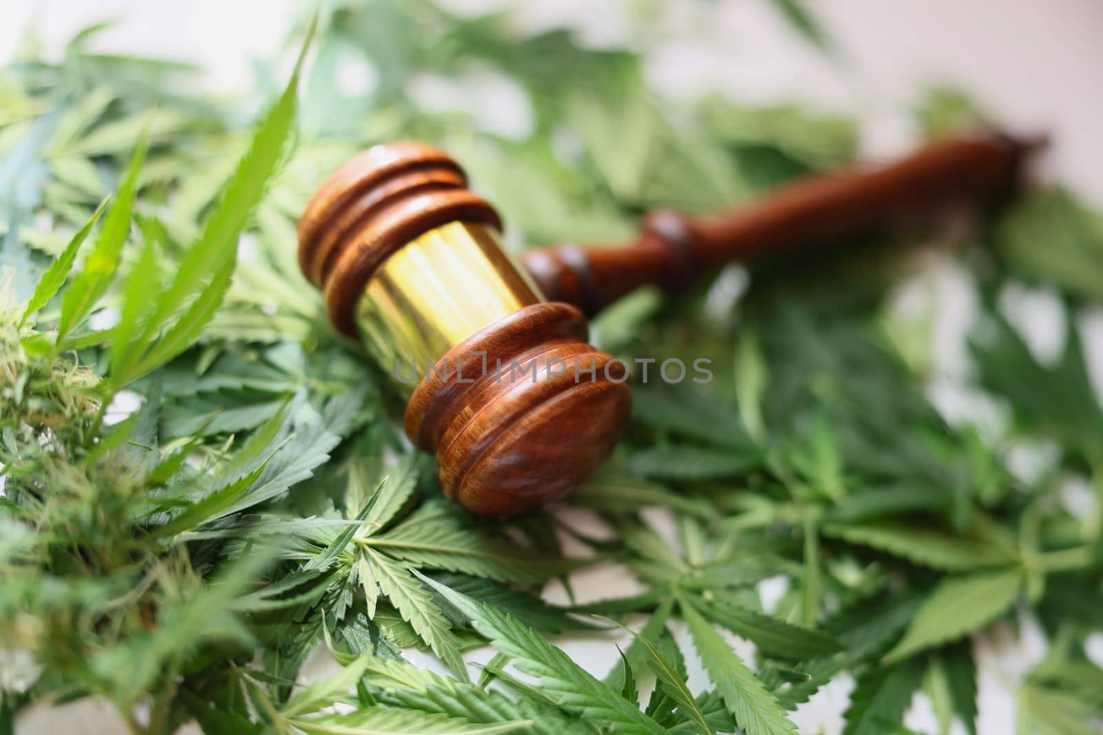 Gavel of judge lying on green leaves of marijuana closeup by kuprevich
